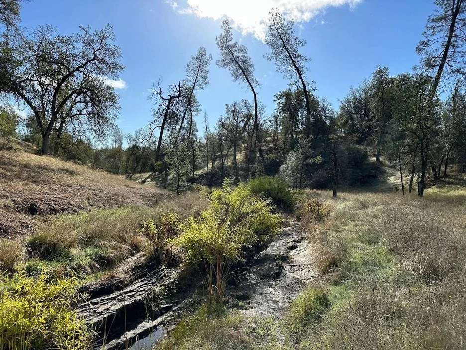 Restoring Bella Vista's Blue Oak Woodlands: New Leaf to Provide Landowner Assistance in New Pilot Program