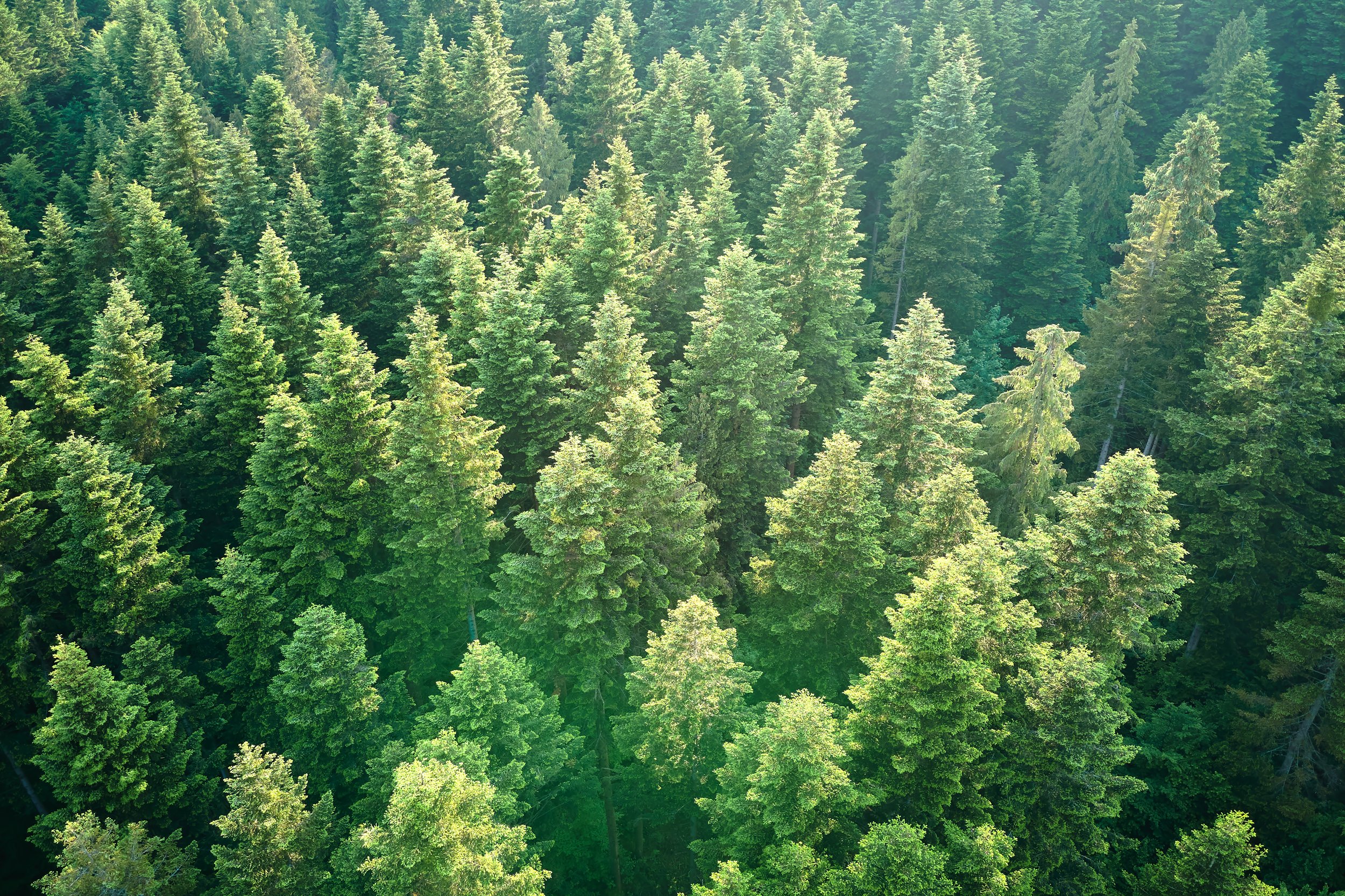 Forest Nursery Landscape Assessment