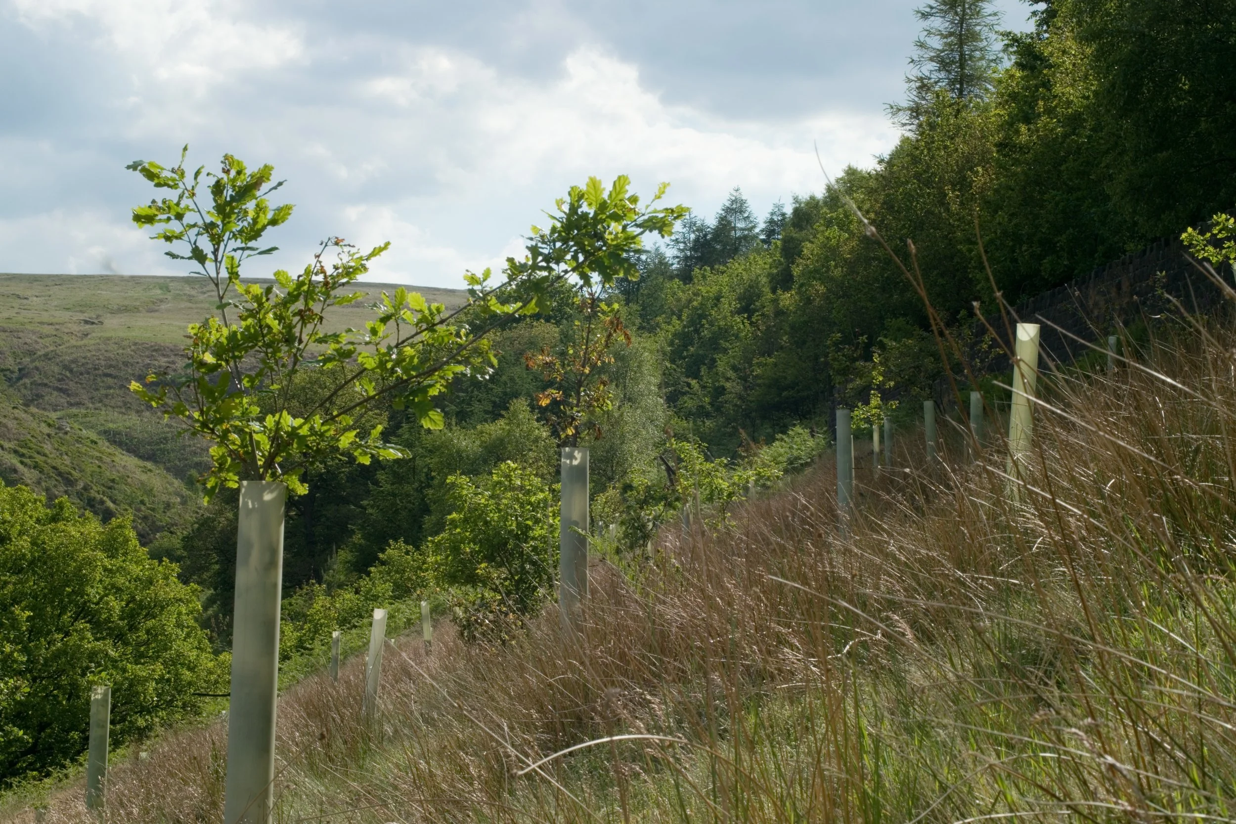 Accelerating Reforestation Project Finance: How Catalytic Capital Can Address Climate, Biodiversity and Equity Goals