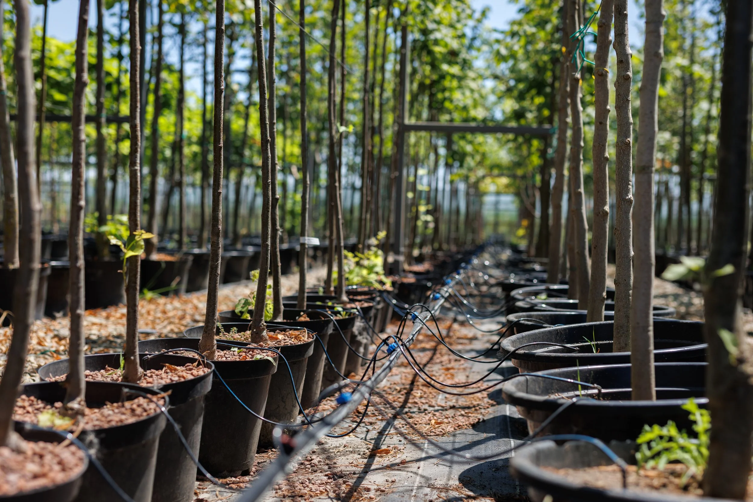 Field Notes: Initial Insights on the Nursery Landscape