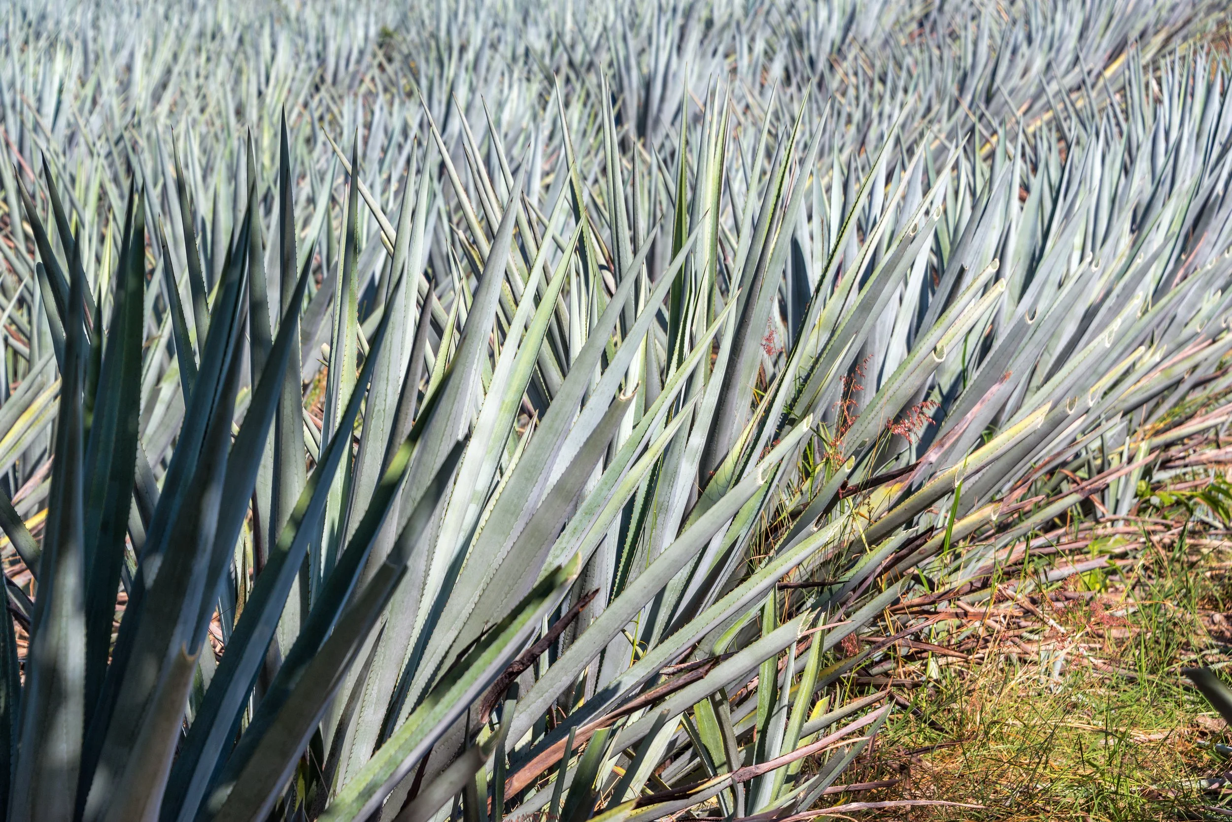 Closeup of blue agave leaves in a sunlit field.