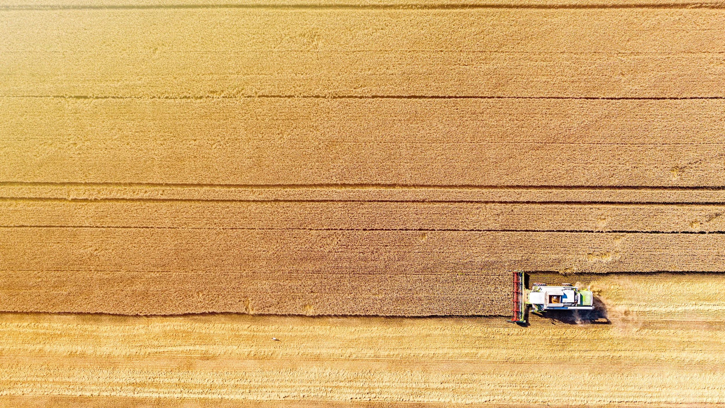 Aerial drone shot of a harvester gathers grain in a field.