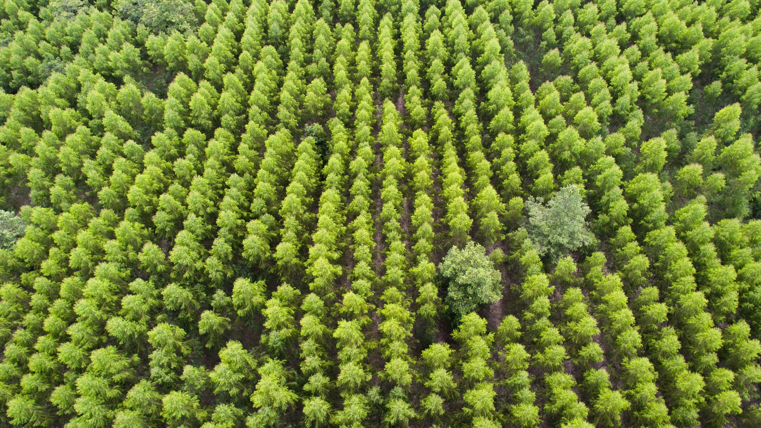 Aerial view of rows and rows of bright green trees.