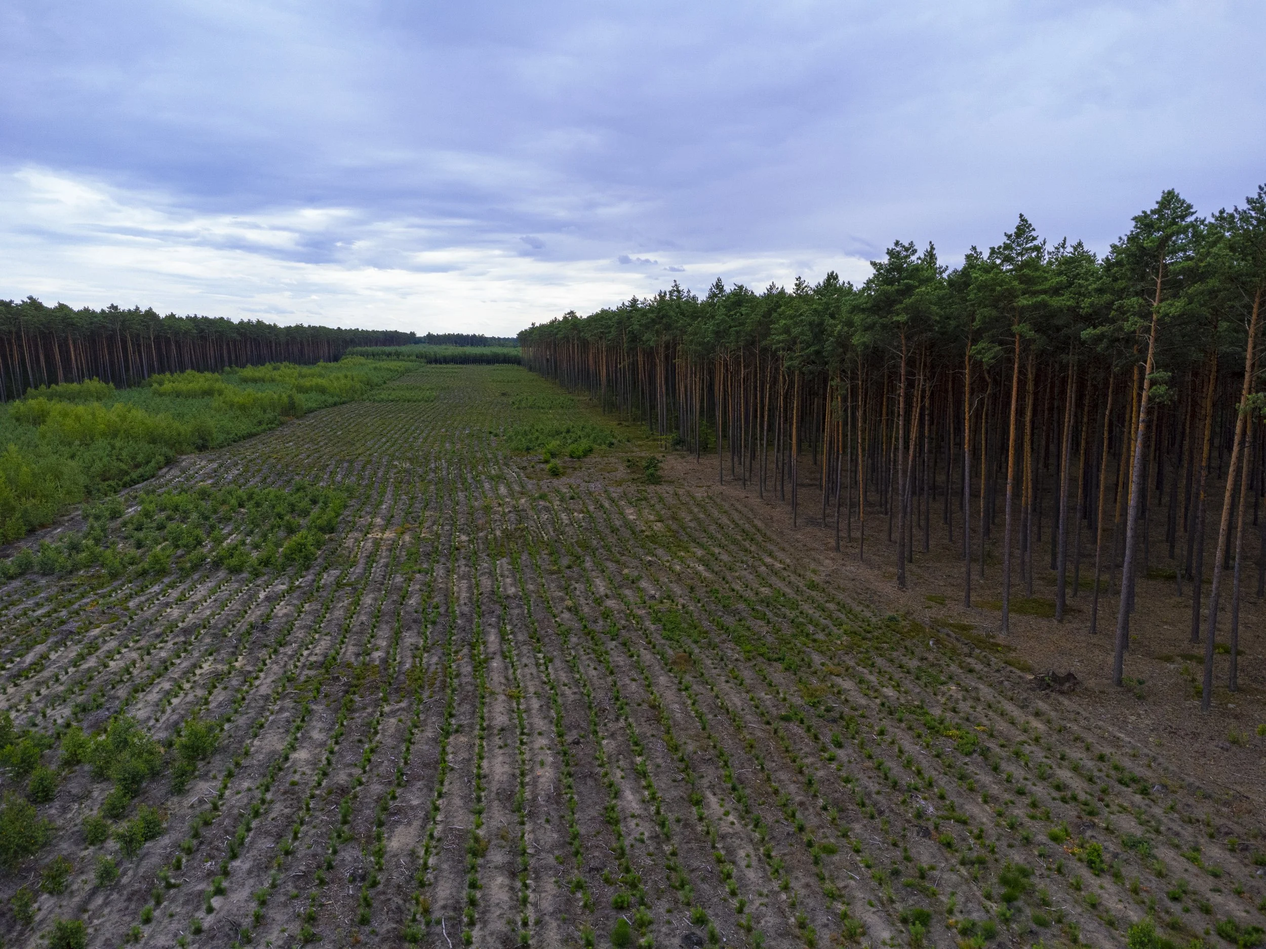 Rows of seedlings planted next to a mature forest, blue sky overhead.