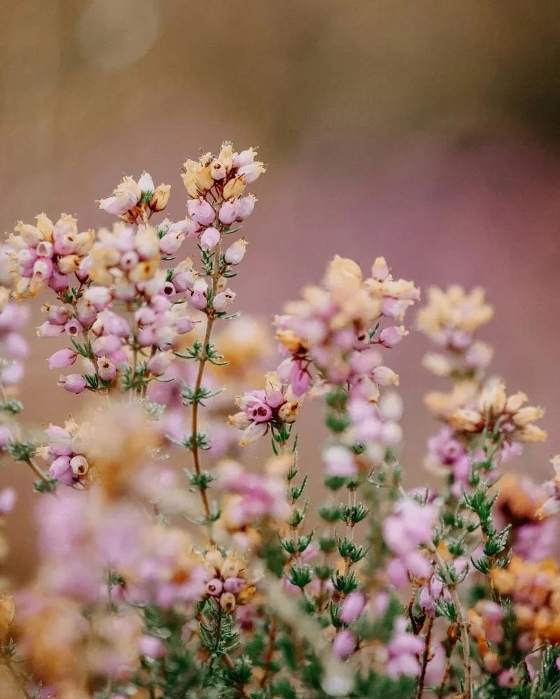 Close-up of pink and cream tiny flowering plants with green stems and leaves, blurred background.