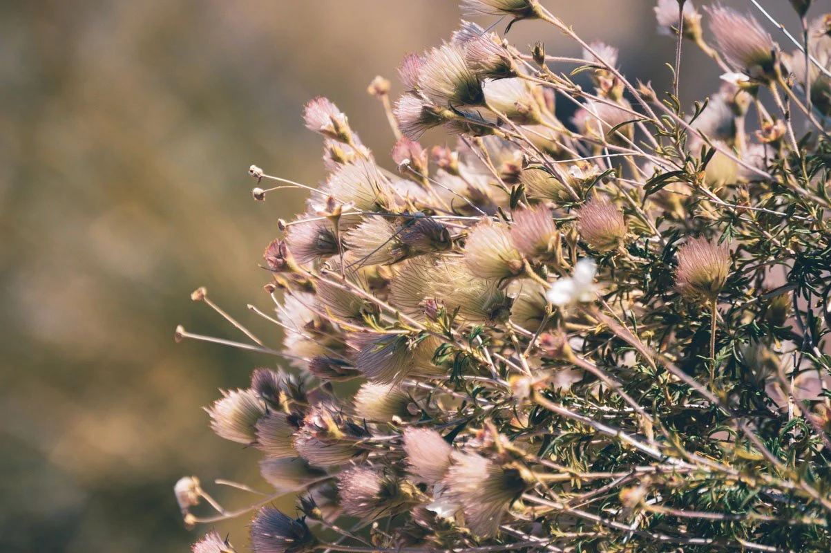 Close-up of light pink flowers and green foliage, with a blurred background.