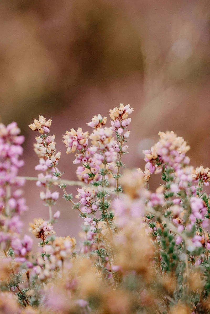 Close-up of pink and cream tiny flowers on thin green stems with blurred pastel background.