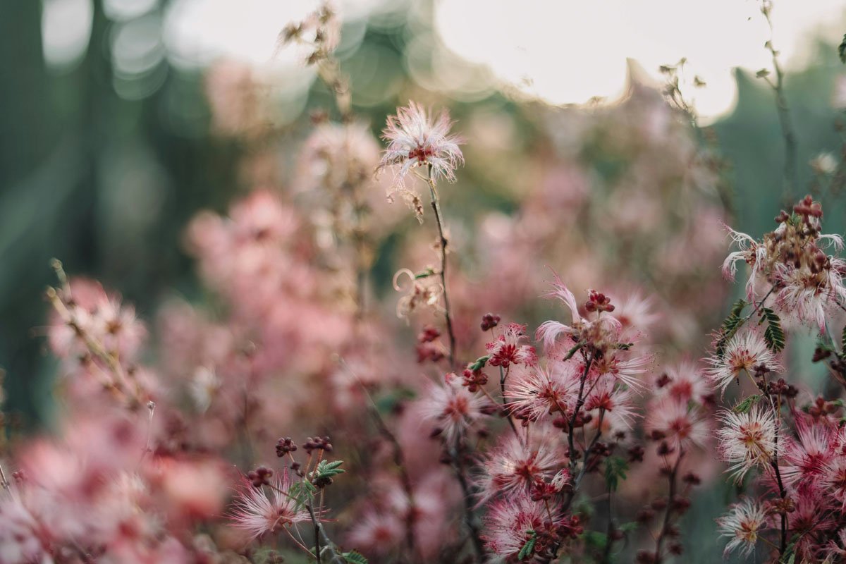 Close-up of pink and white flowers with fern-like leaves, blurred background, soft lighting.