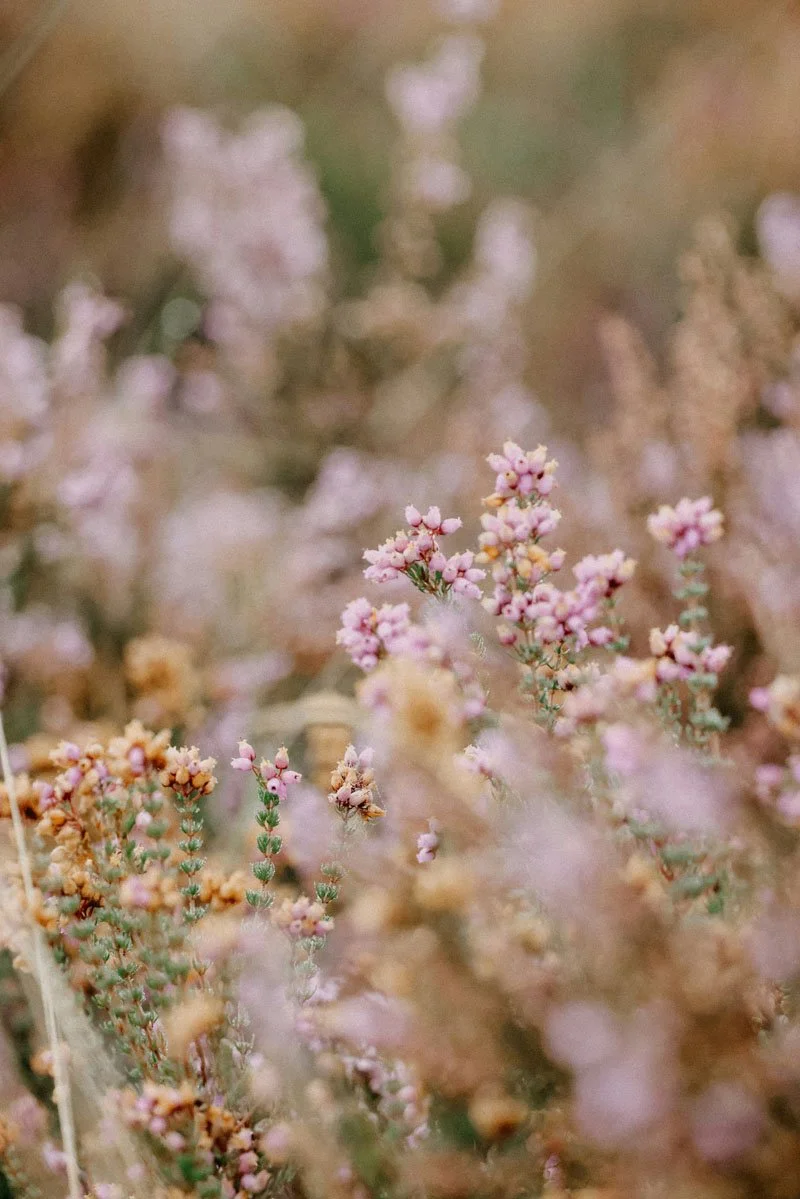 Close-up of small pink and white flowering plants.