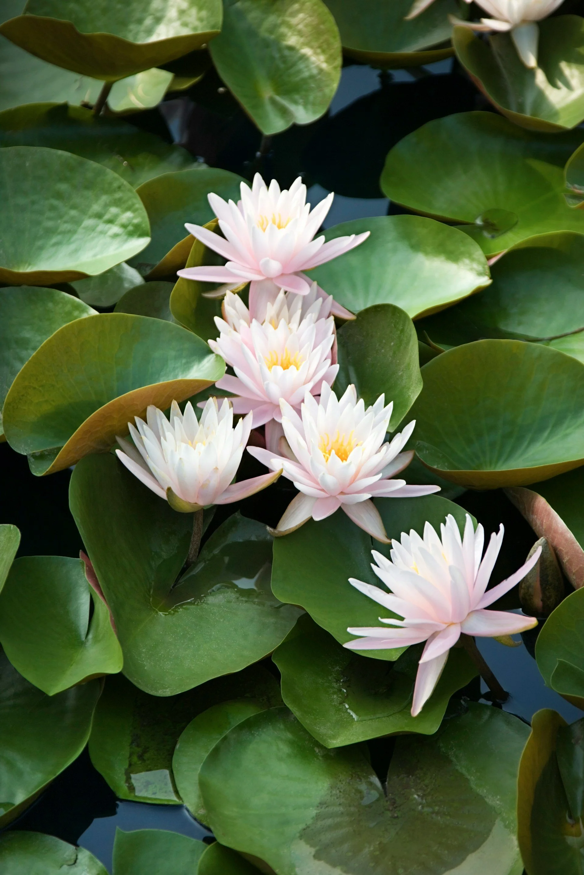 Pink and white water lilies floating on dark water among large round green lily pads.