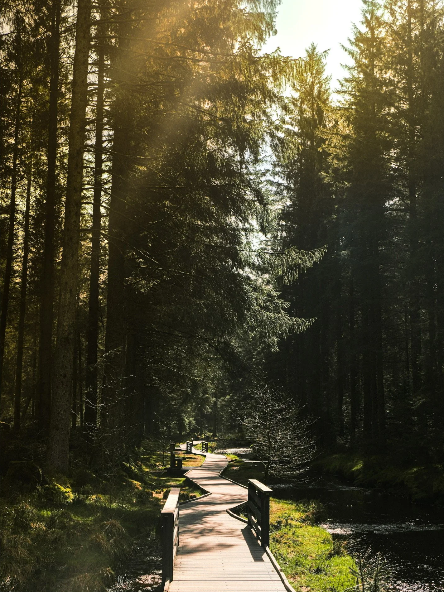 A wooden pathway weaving through a lush forest with tall evergreen trees and sunlight filtering through the branches.