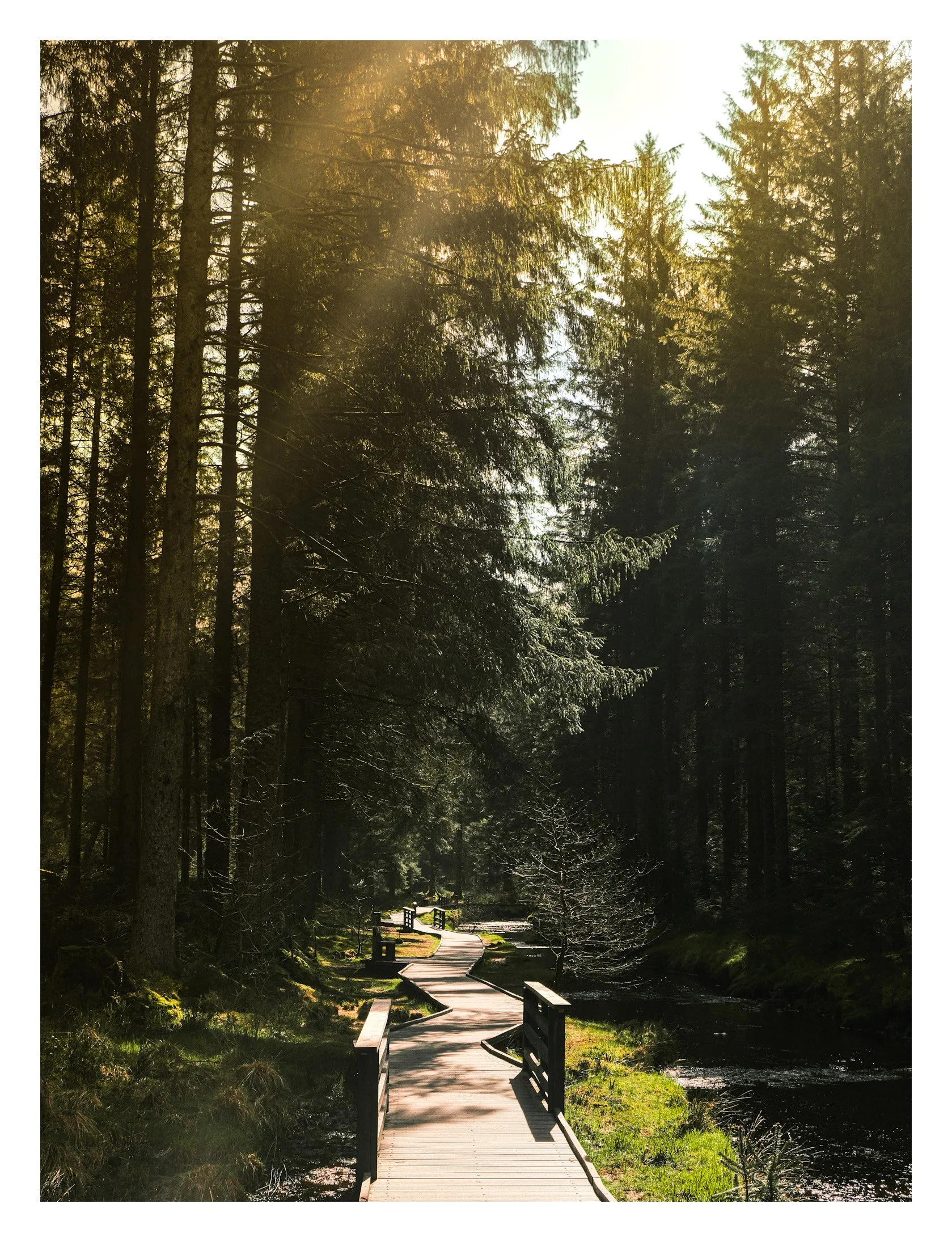 Hafren Forest