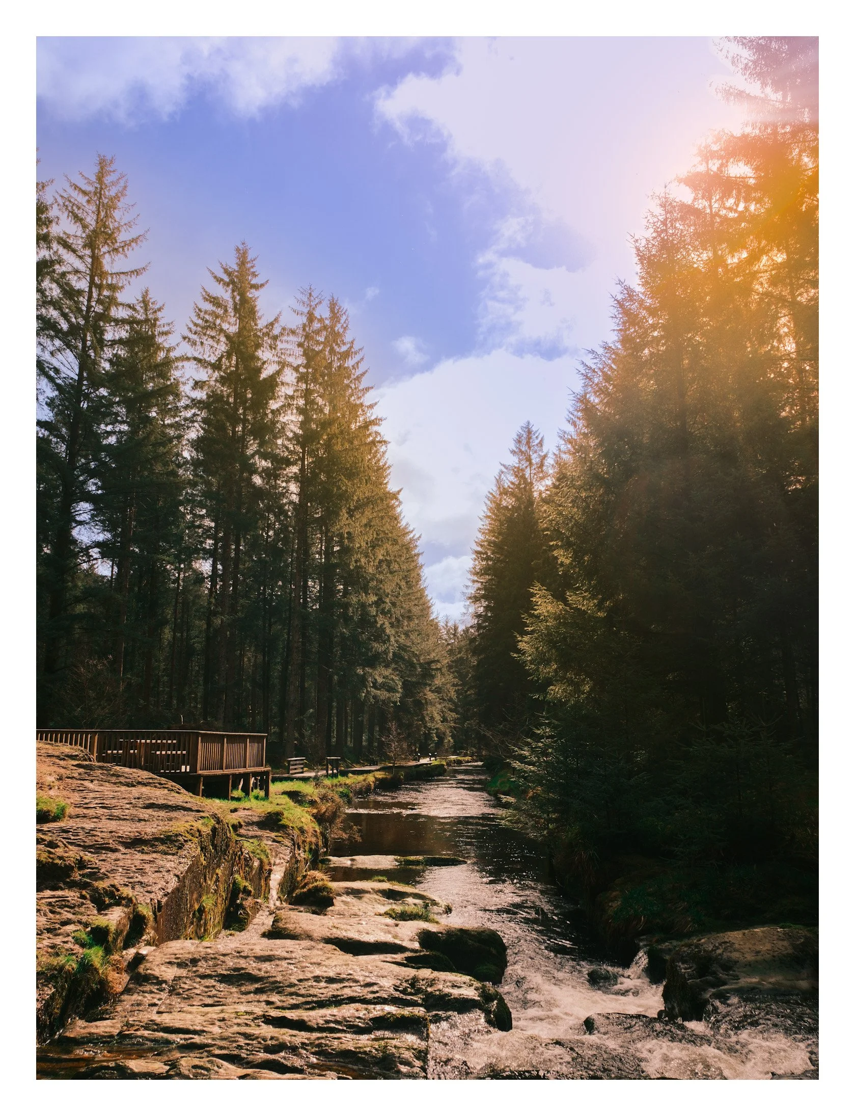 Hafren Forest
