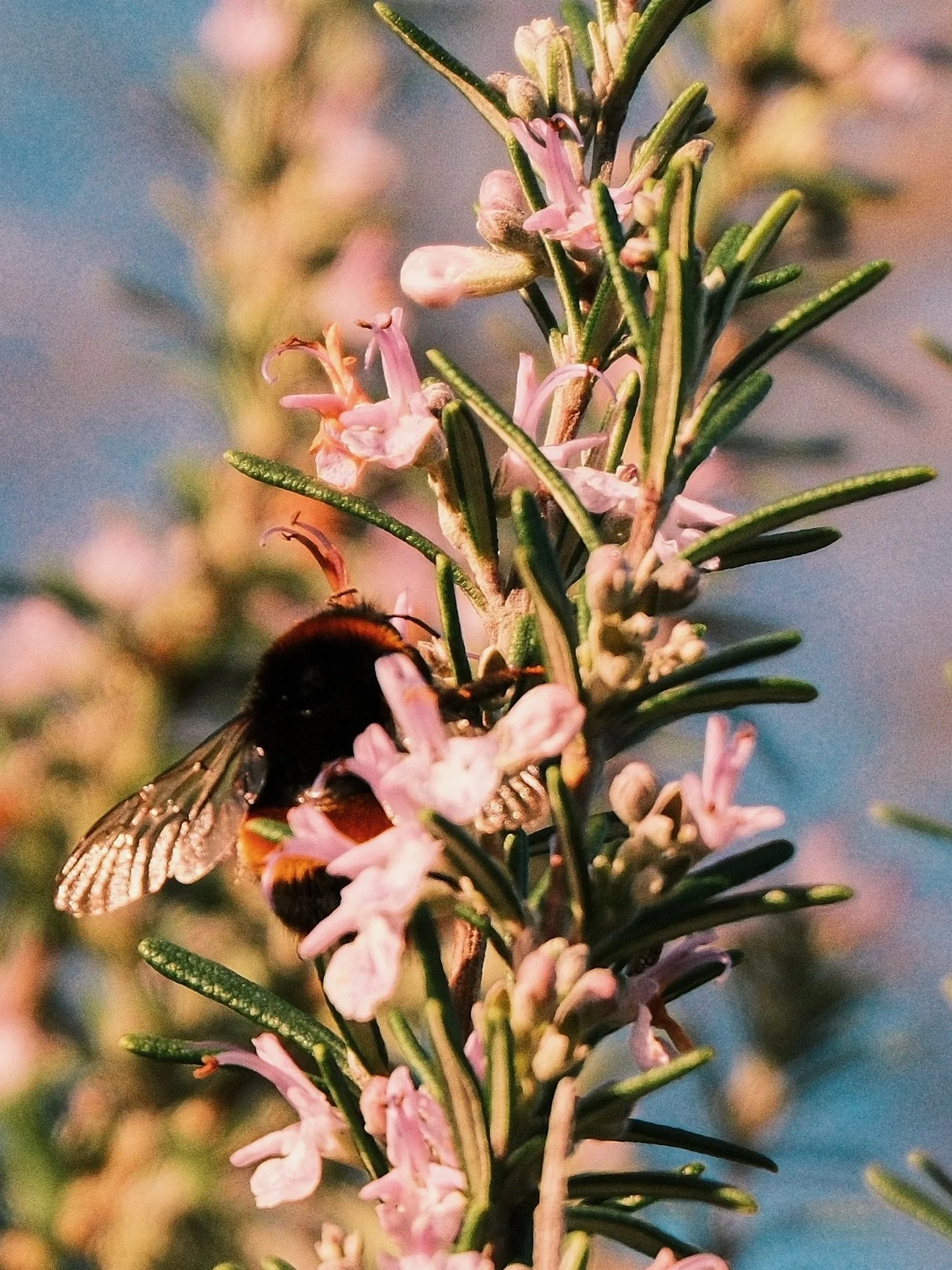Close-up of pink flowers and green needle-like leaves on a tree branch, with a bee or insect on the flowers.