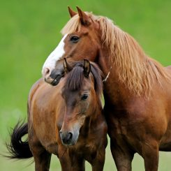Two horses, one brown and one darker brown, standing close together outdoors with green grass in the background.