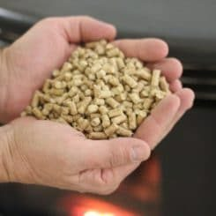 Hand holding a handful of small, beige, pellet-like food or pellets.