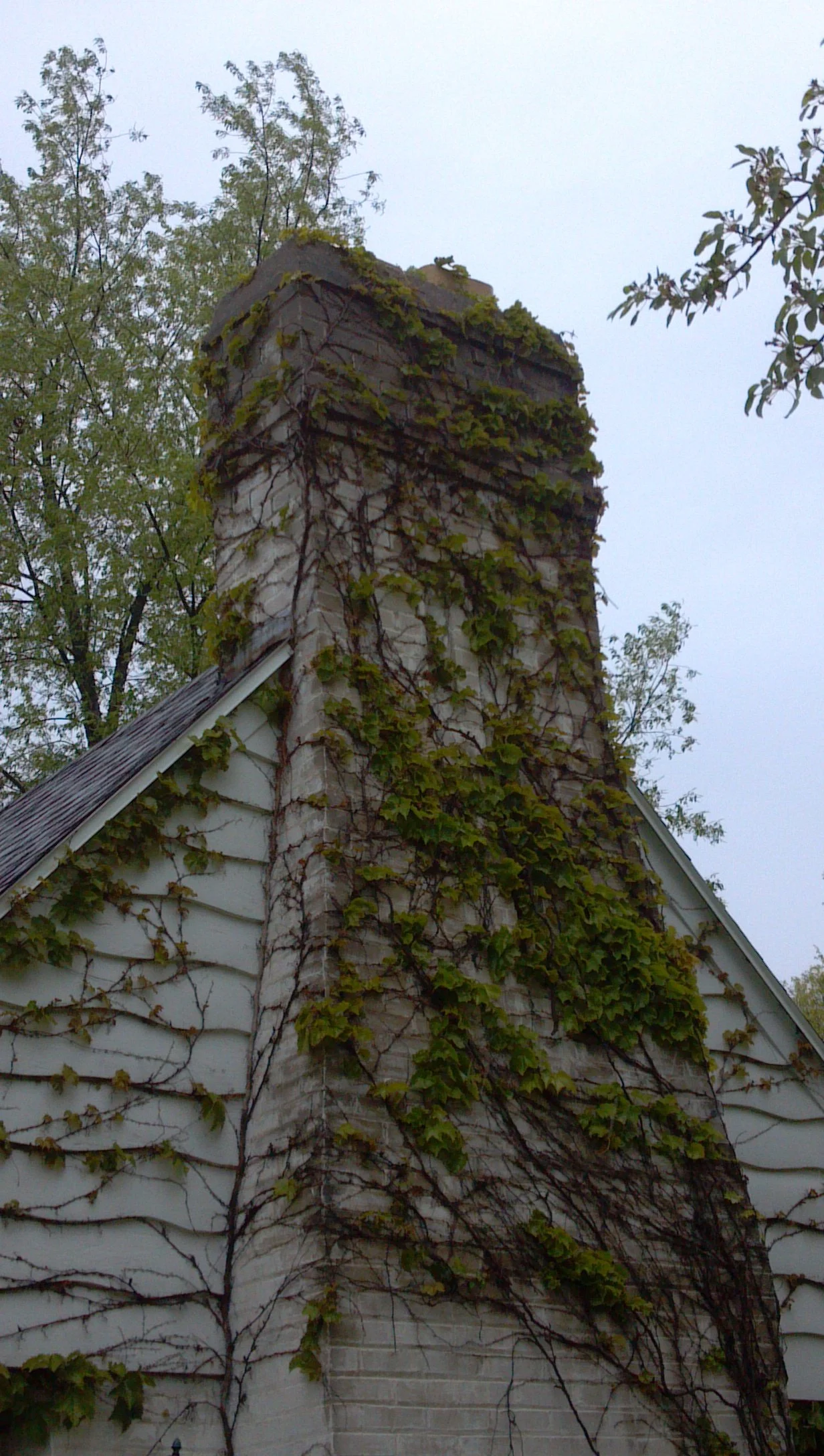 A house with a chimney covered in vines and ivy, with trees in the background and an overcast sky.