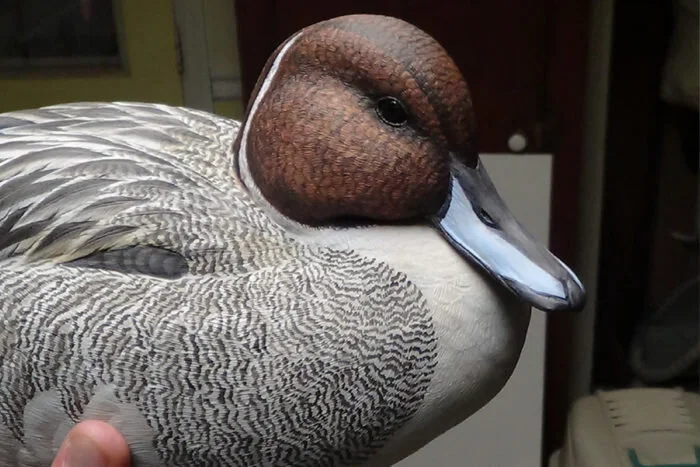 Close-up of a realistic-looking duck decoy with detailed feather patterns and a brown head.
