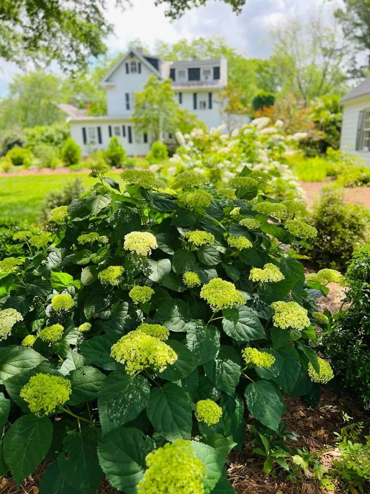 Hydrangeas.Deb.jpg