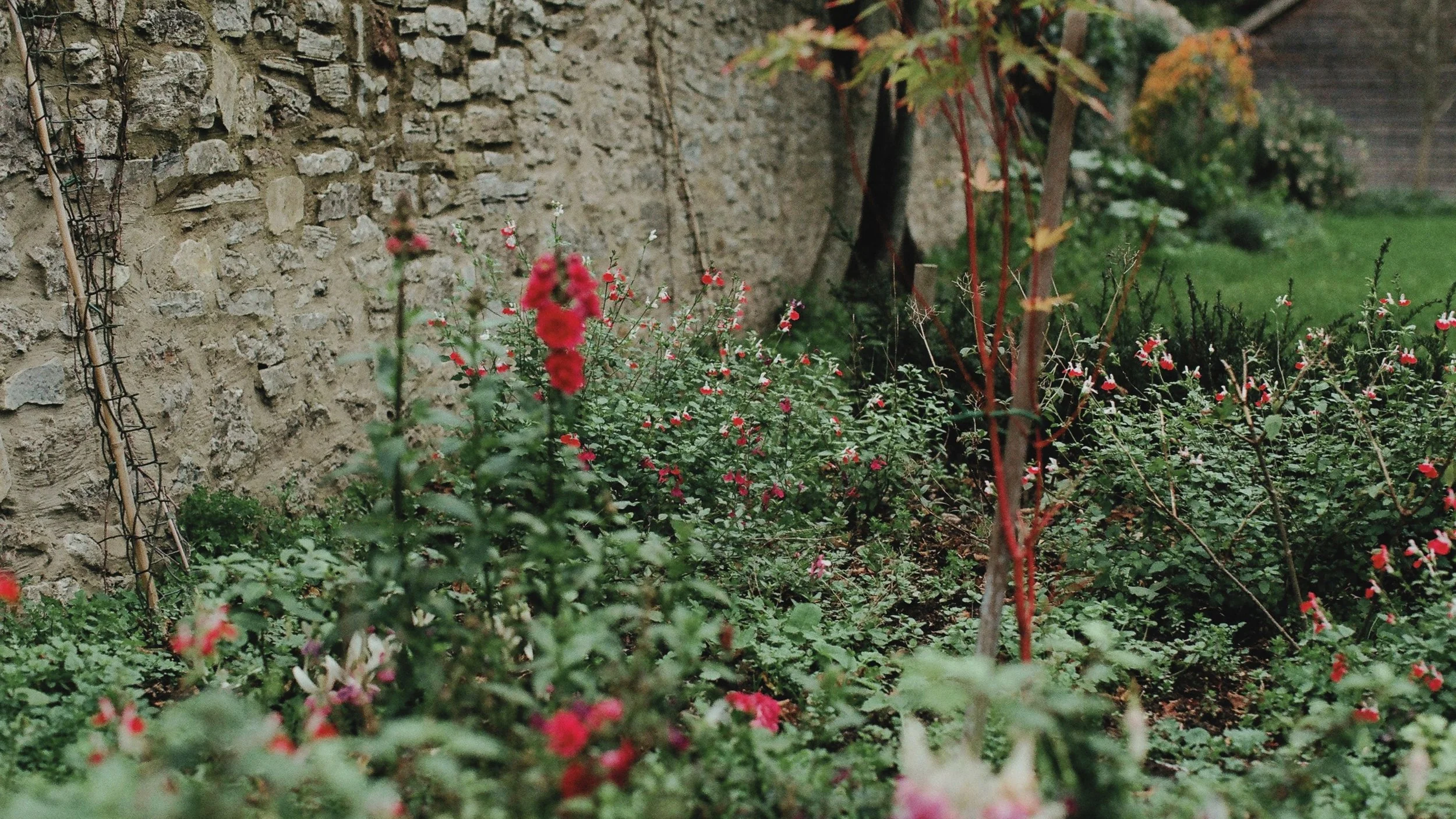 A garden with various flowering plants and small trees along a stone wall.