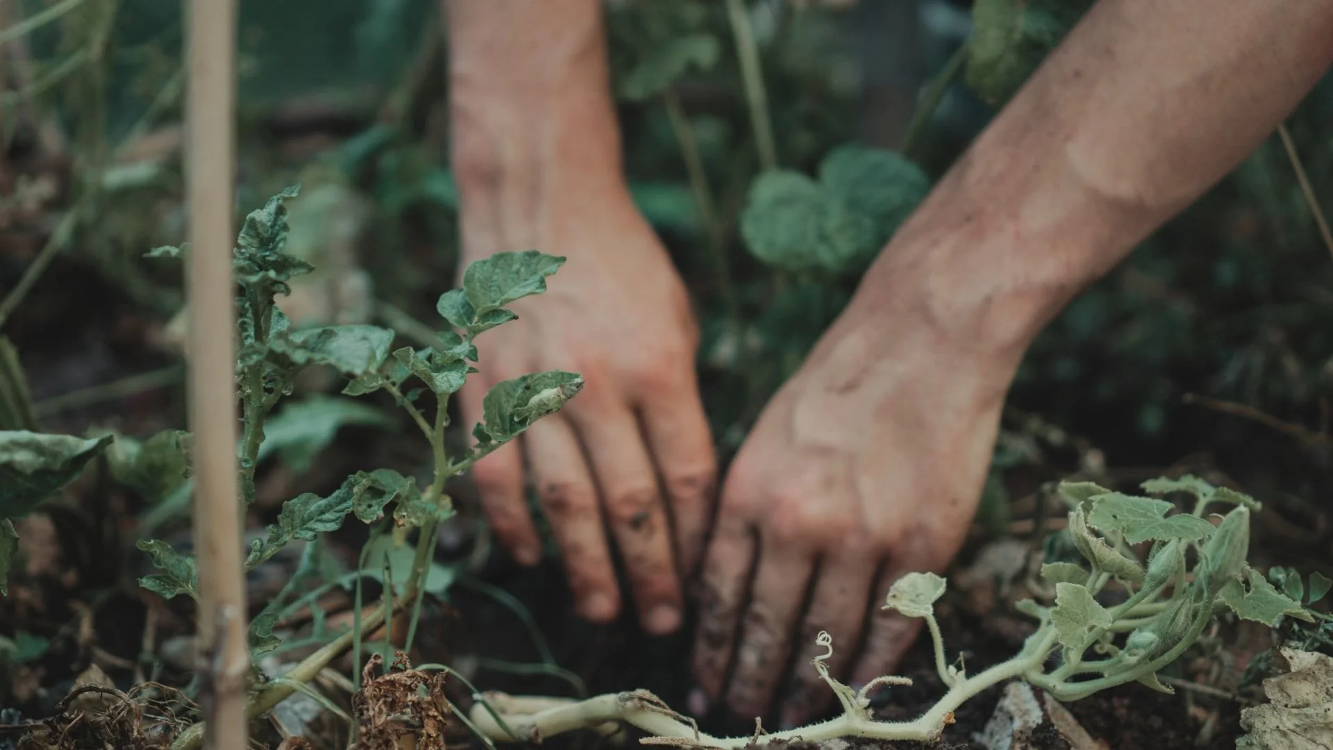 Two hands working in soil surrounded by green plants and weeds in an outdoor garden.