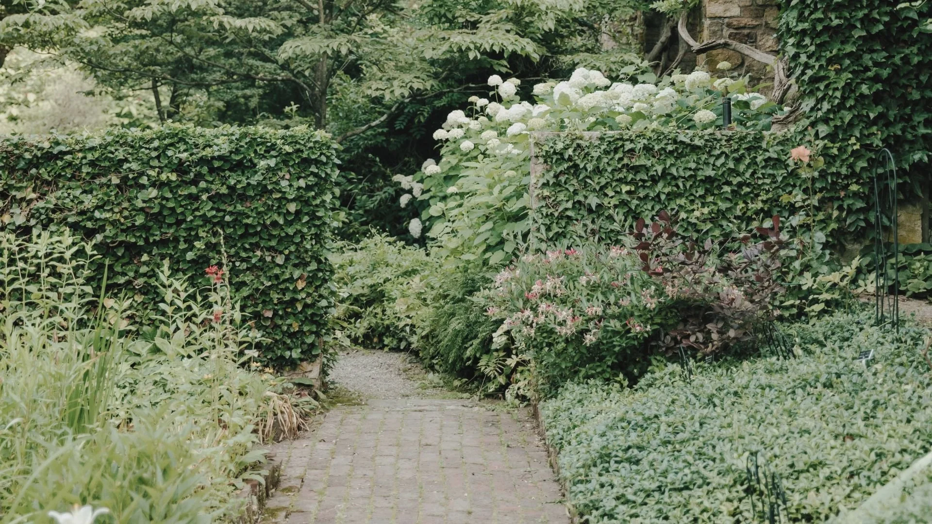 A garden pathway bordered by neatly trimmed hedges and various flowering plants, with dense green foliage in the background.