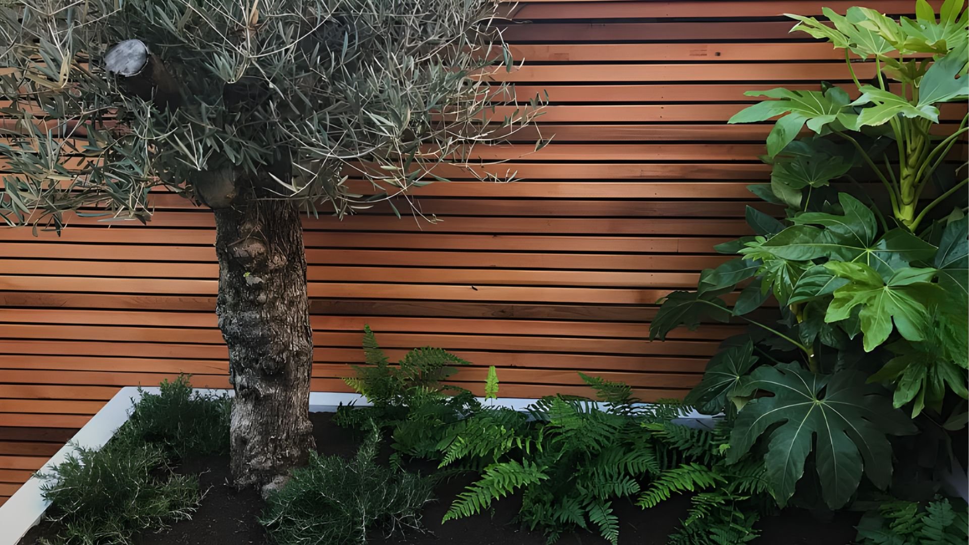 Indoor garden with a small olive tree on the left and a large ivy plant on the right, set against a horizontal wooden slat wall.