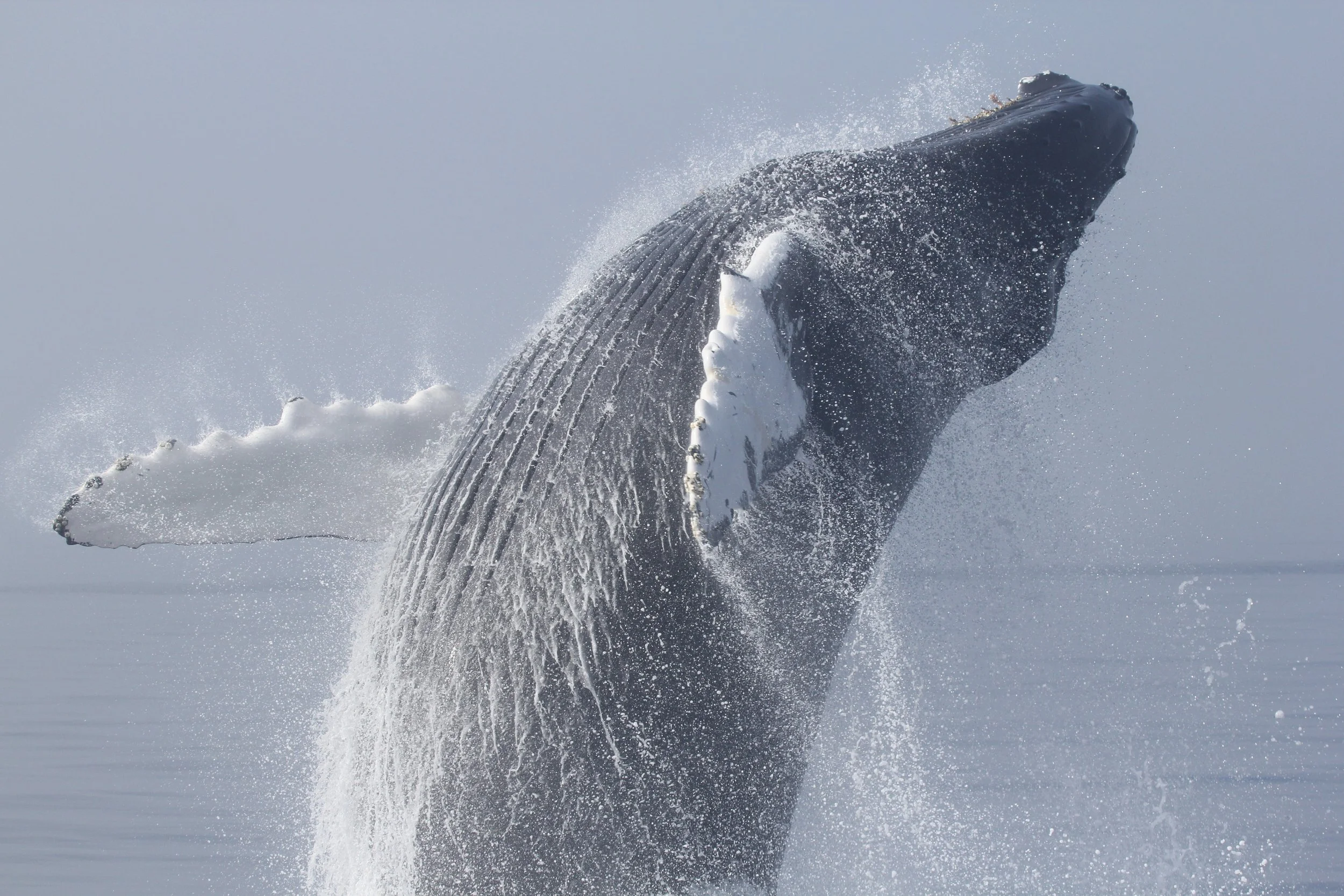 A large whale breaching out of the water, with water splashing around it against a gray sky.