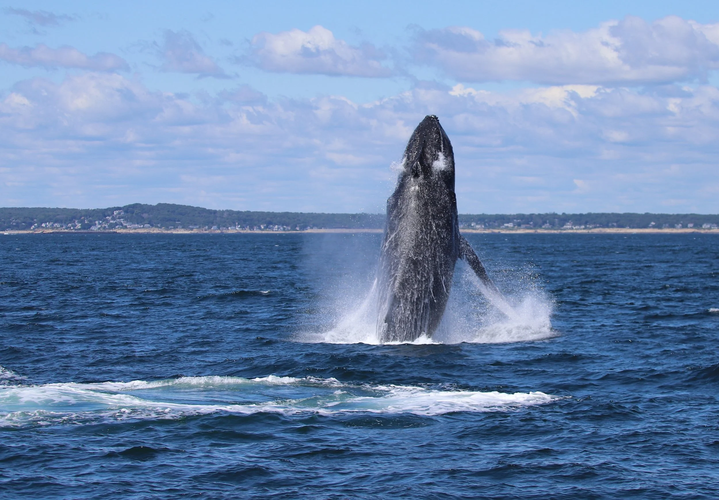 A humpback whale breaching out of the ocean water with its head and upper body visible above the surface, and water splashing around it. The background features a distant shoreline with trees, buildings, and a partly cloudy sky.