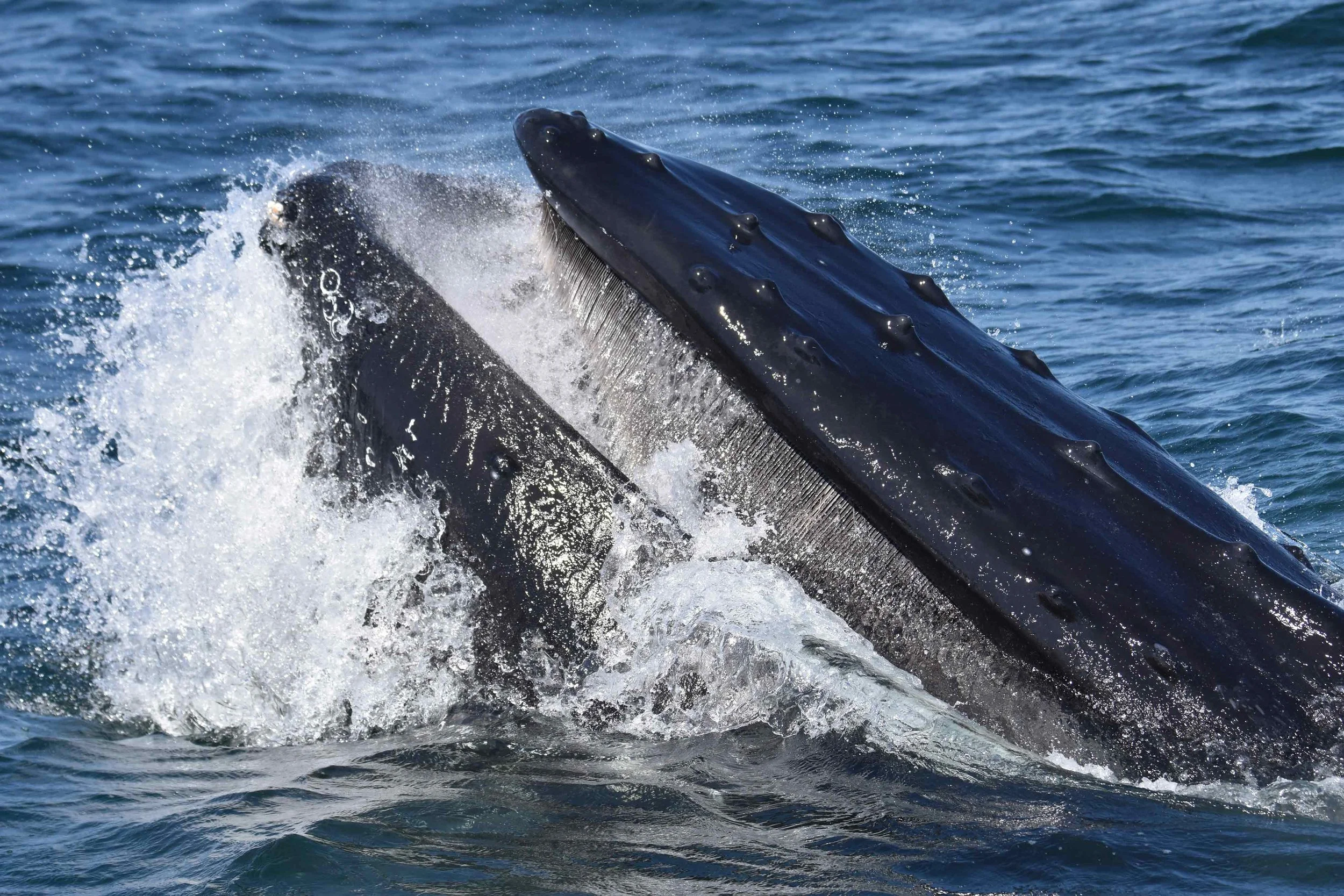 A whale surfaces with part of its body visible above the water, creating splashes and waves.