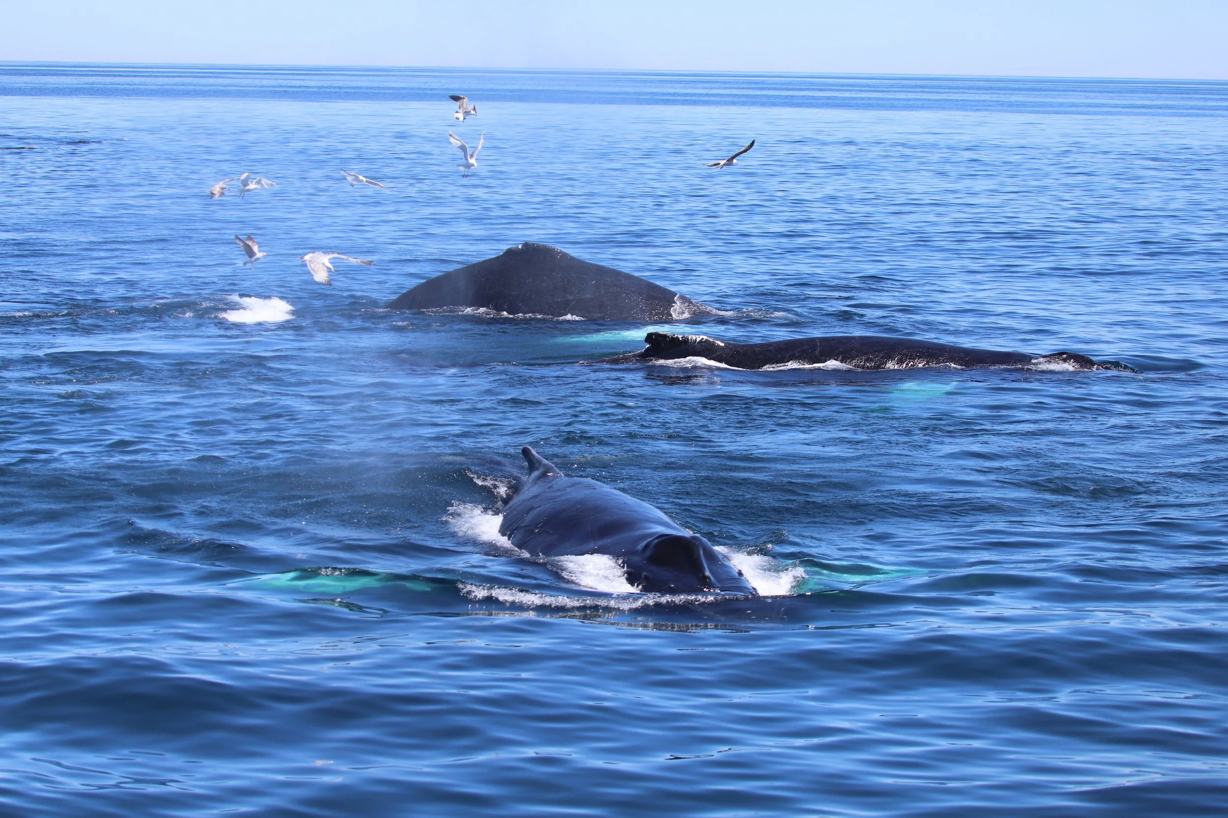 A whale surfacing with a large body partially visible in the water and several seagulls flying above it in the ocean.