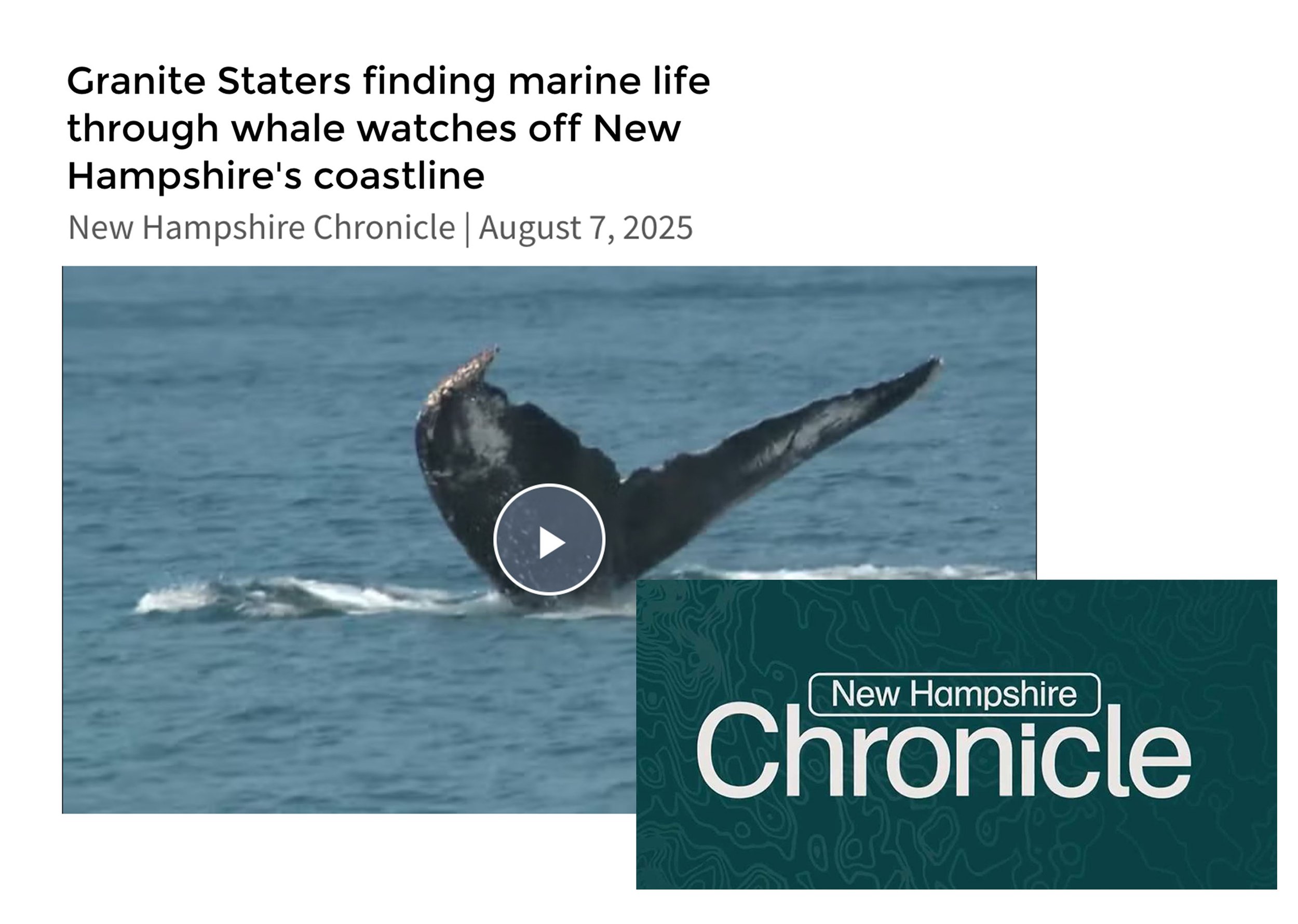 A whale is jumping out of the ocean water near the New Hampshire coastline.