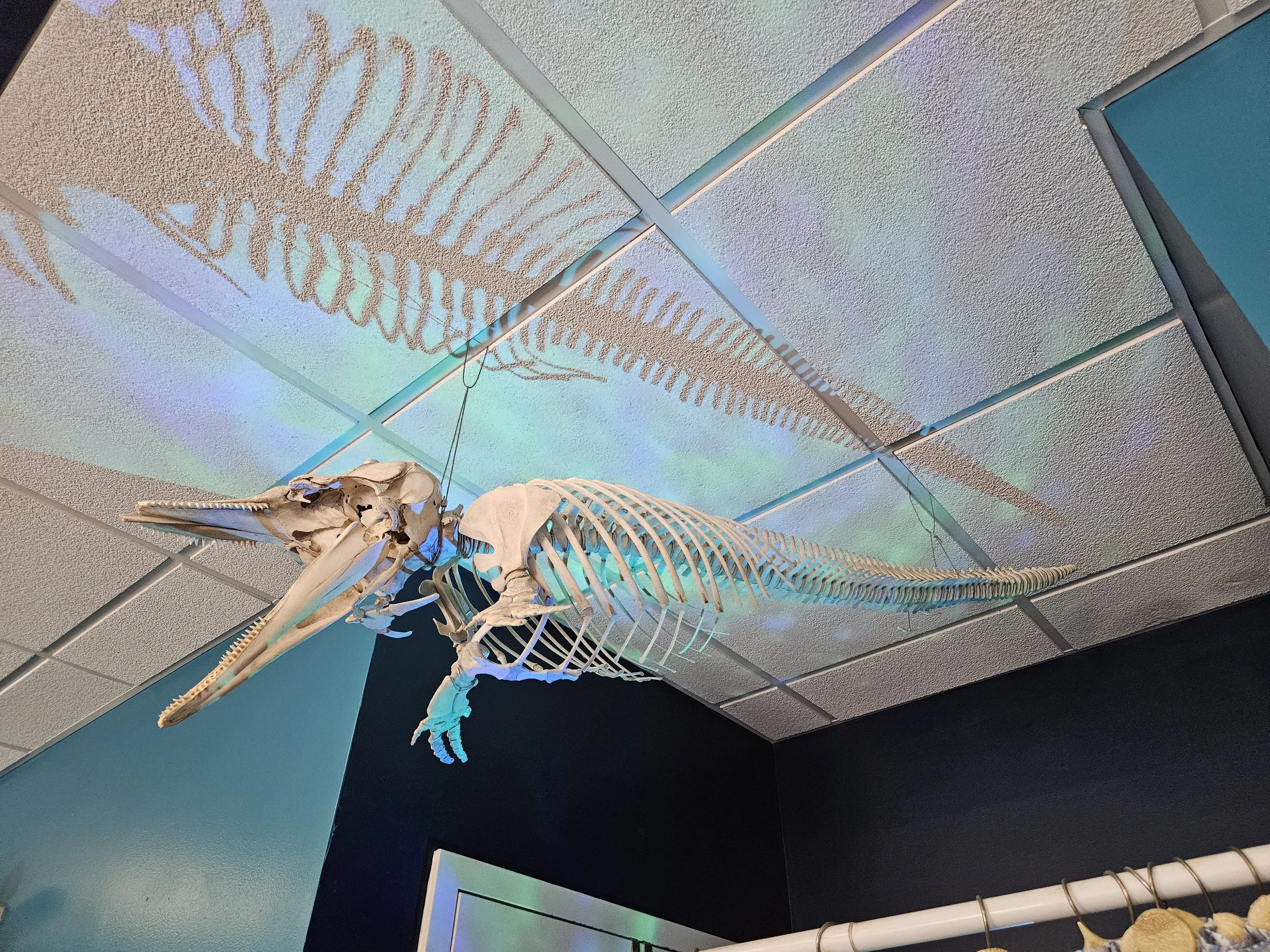 A whale skeleton mounted on display against a blue and multicolored ceiling with textured panels.