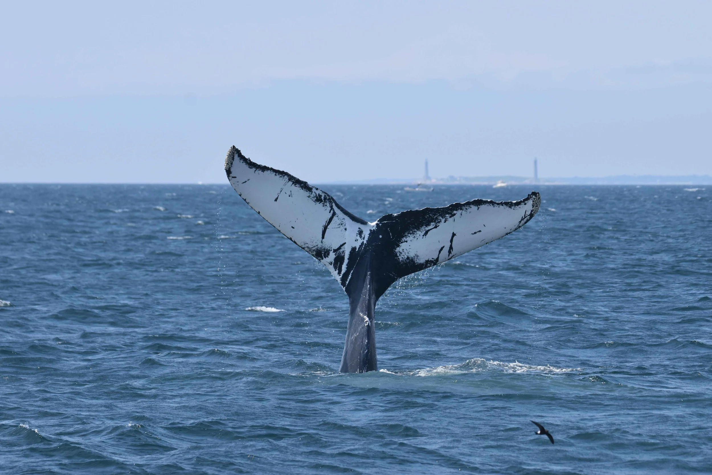 The tail of a whale, likely a humpback whale, rising from the ocean with water dripping off it, with a distant view of a city skyline and a lighthouse in the background.