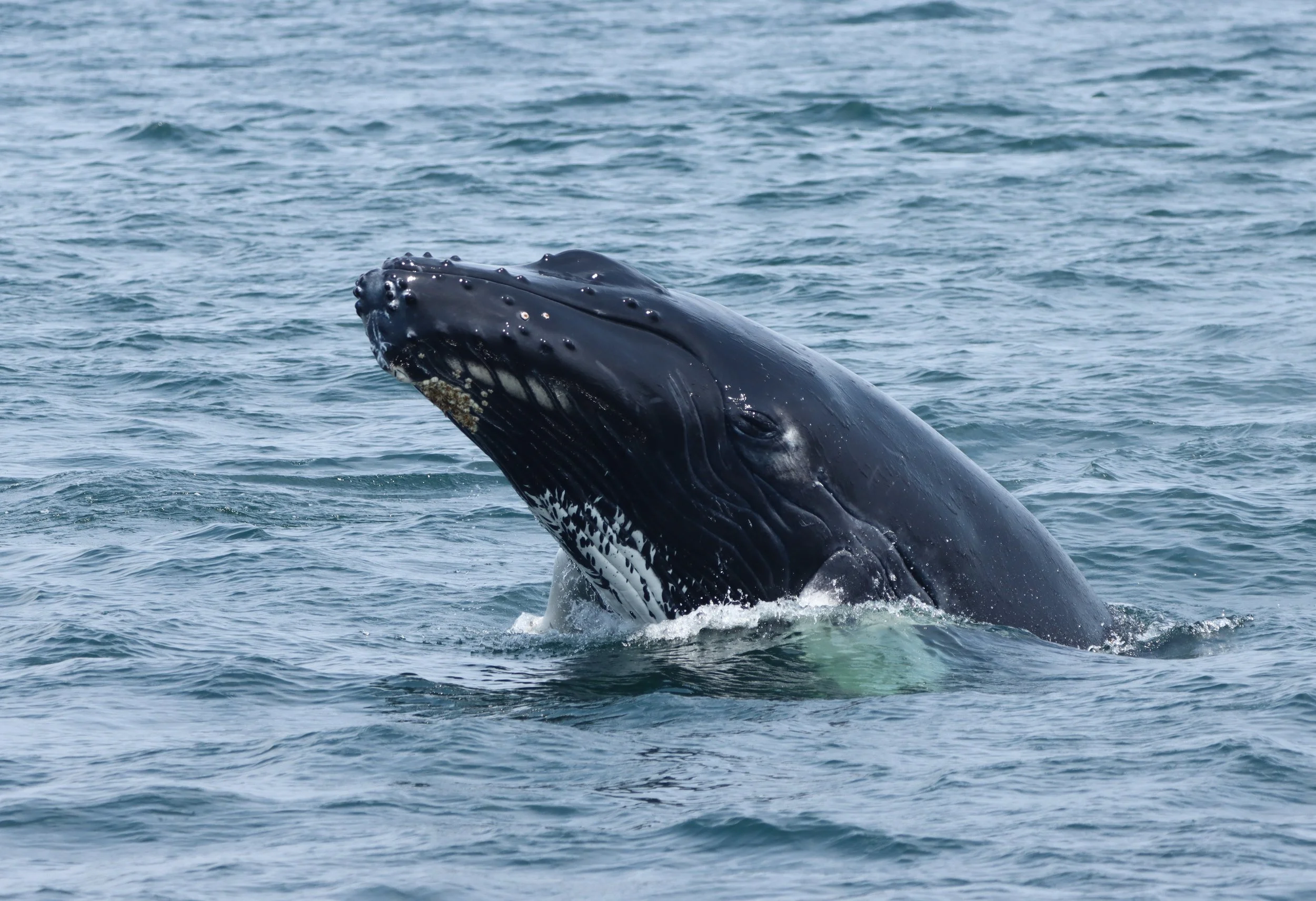 A large whale surfaces in the ocean with part of its head and blowhole visible above the water.
