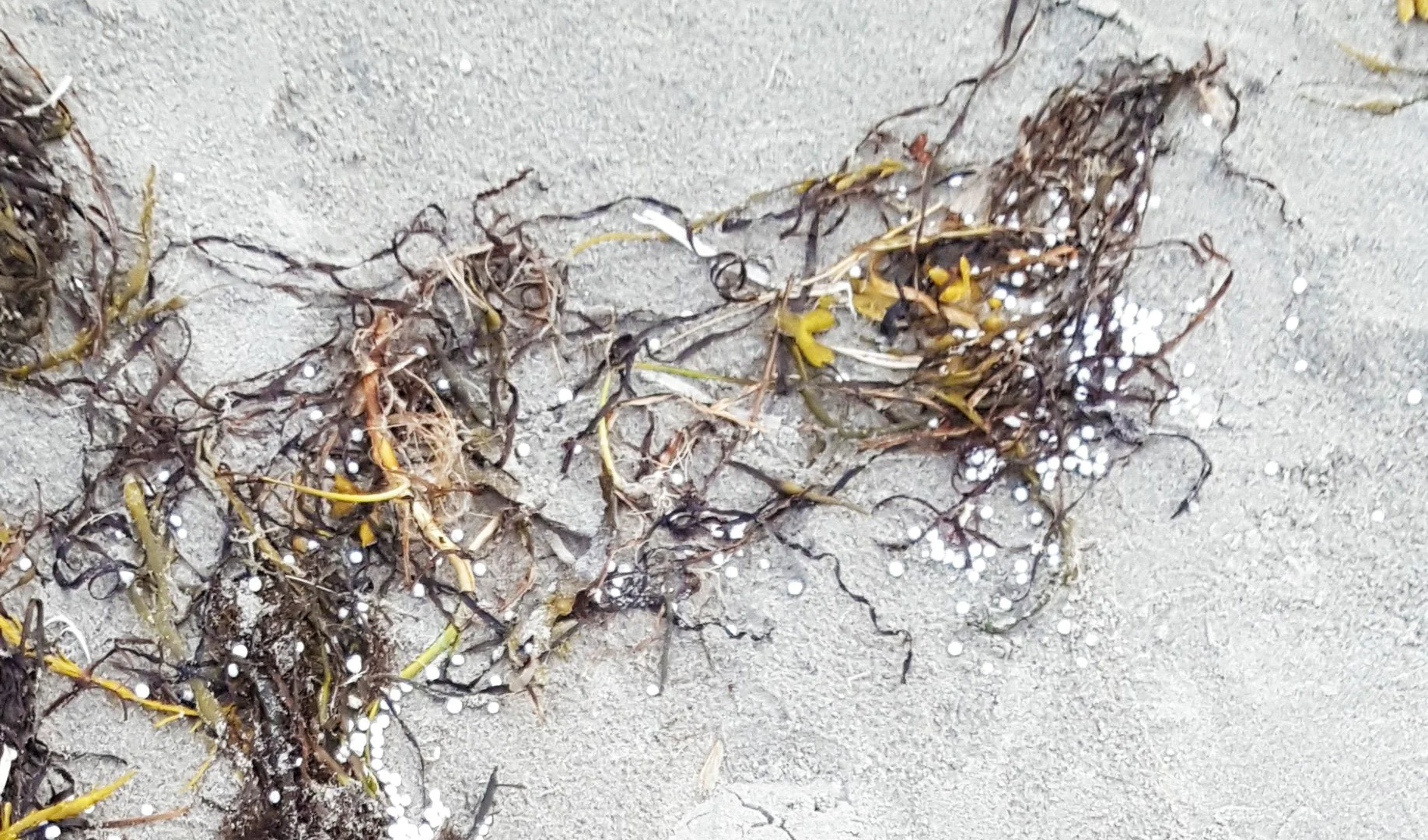 Seaweed washed up on a sandy beach with small white shells scattered around.