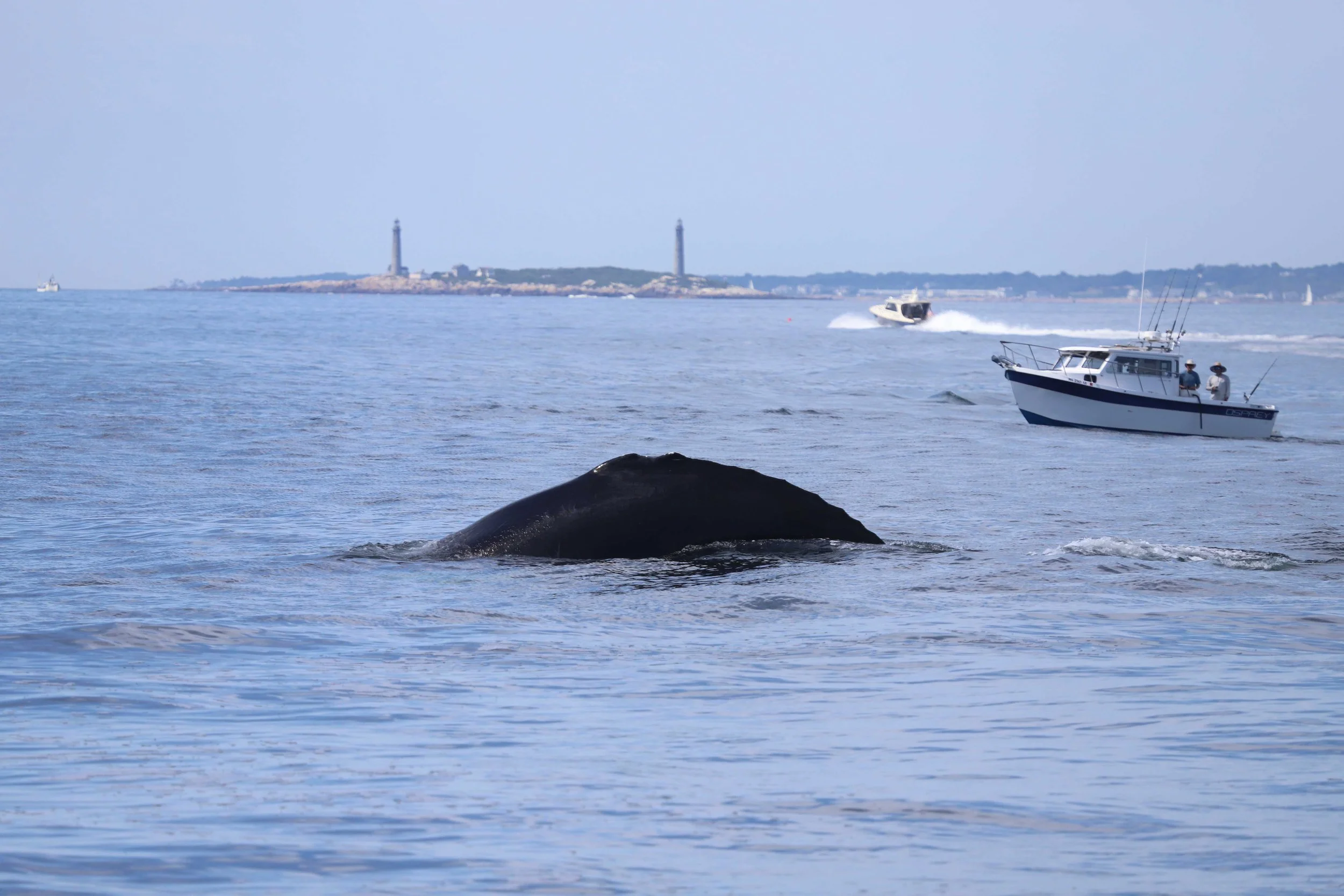 A whale surfacing in the ocean near boats, with a distant lighthouse and shoreline in the background.