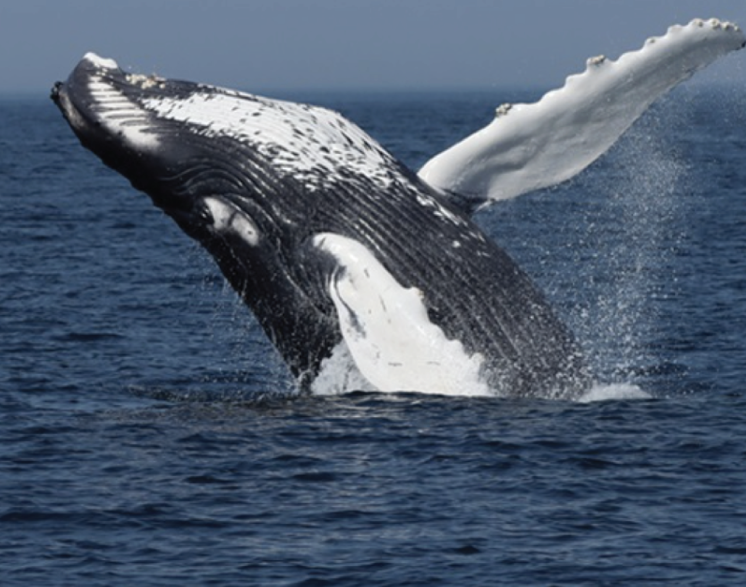 A humpback whale breaching the water with its body partially above the ocean surface.