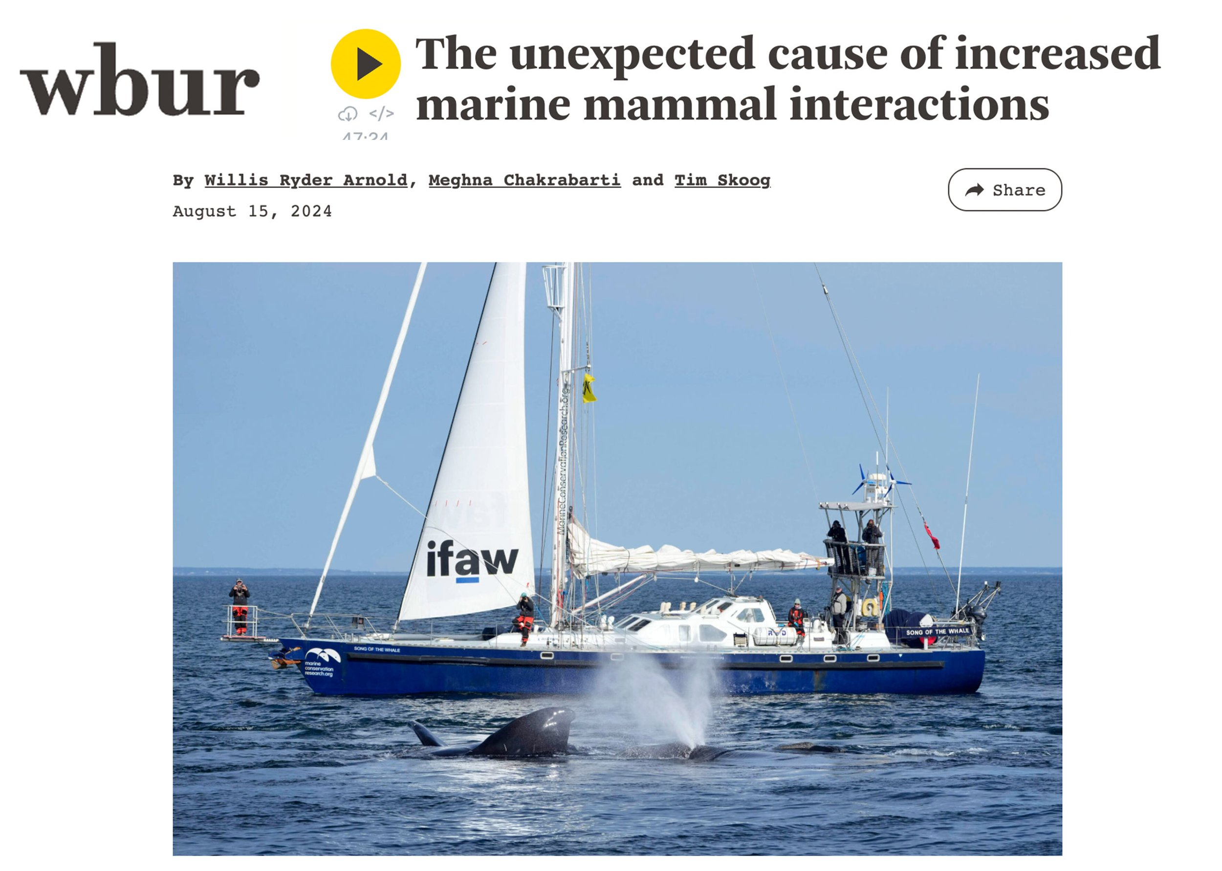 A whale breaches the water near a sailboat with people observing on board and a whale watching guideboat nearby. The ocean and sky are clear and blue.