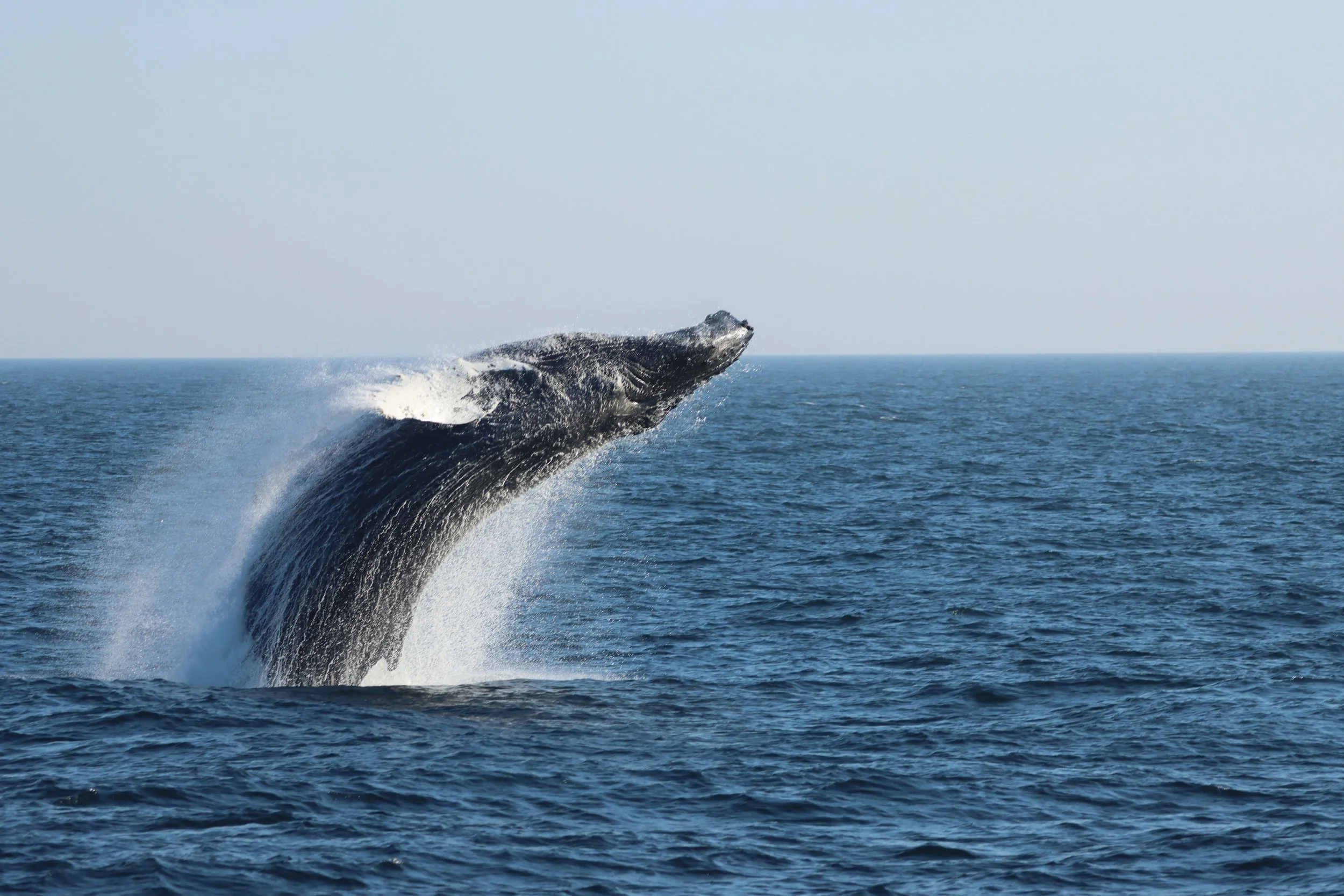 A whale breaching out of the ocean with water splashing around it.