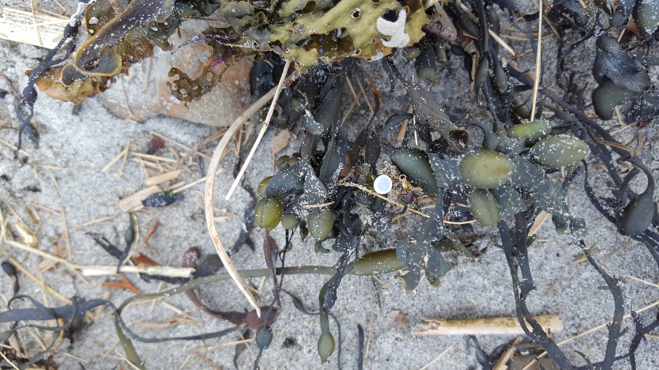 Black seaweed with greenish seaweed attached, scattered sand, small rocks, and dried grass, on a sandy surface.