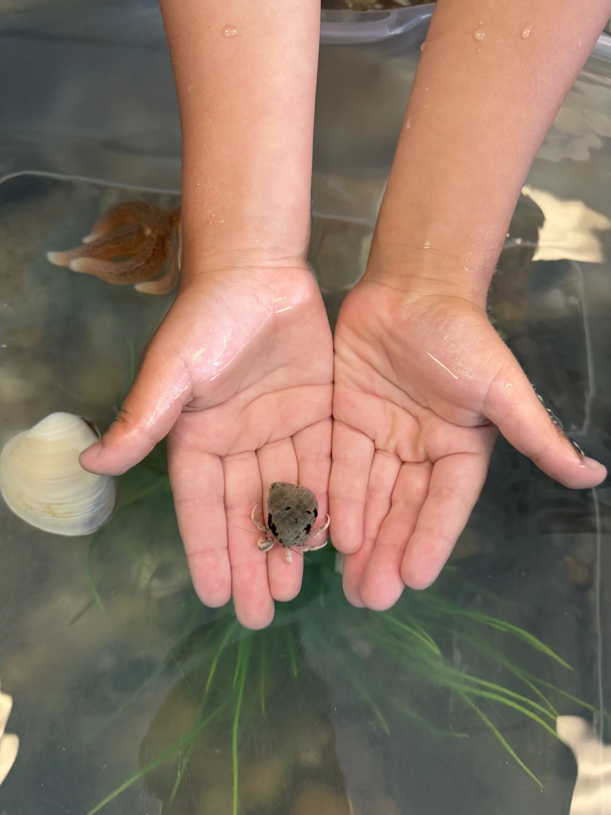 Person holding a small crab in their hand underwater, with fish and green aquatic plants in the background.