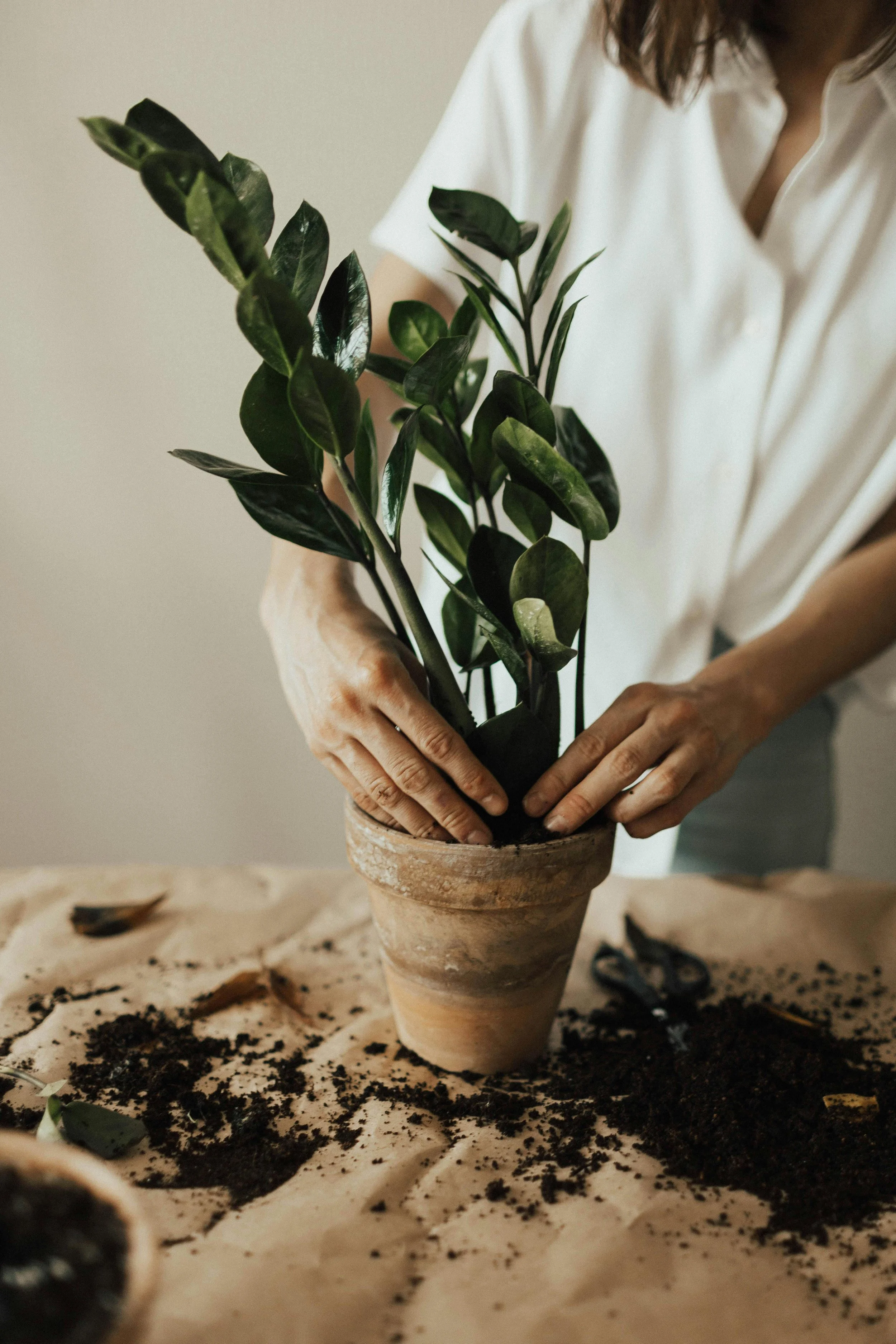 Person planting a green leafy plant in a terracotta pot on a table covered with soil.
