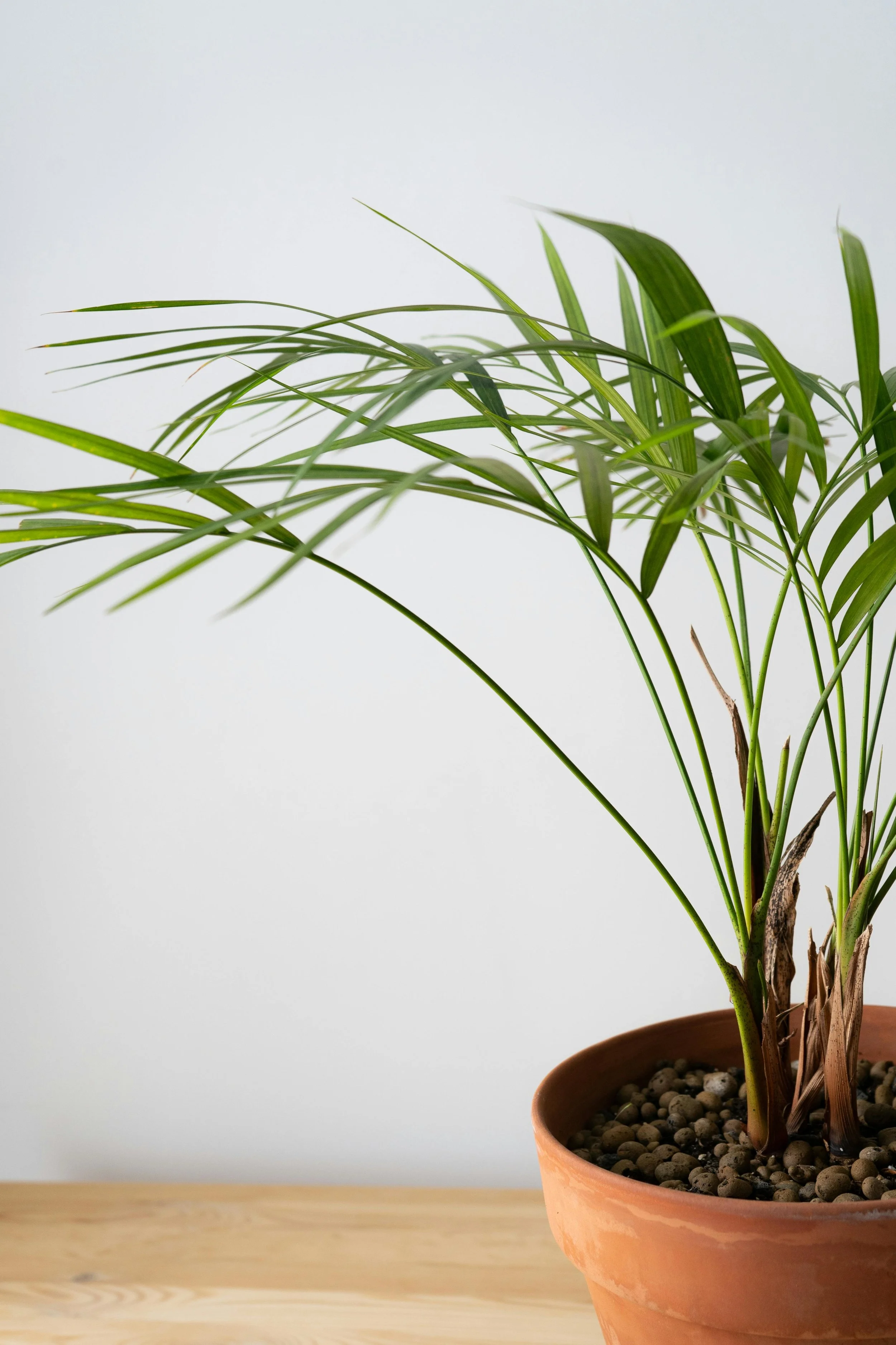 A potted indoor plant with long green leaves in a terracotta pot resting on a wooden surface against a plain white wall.