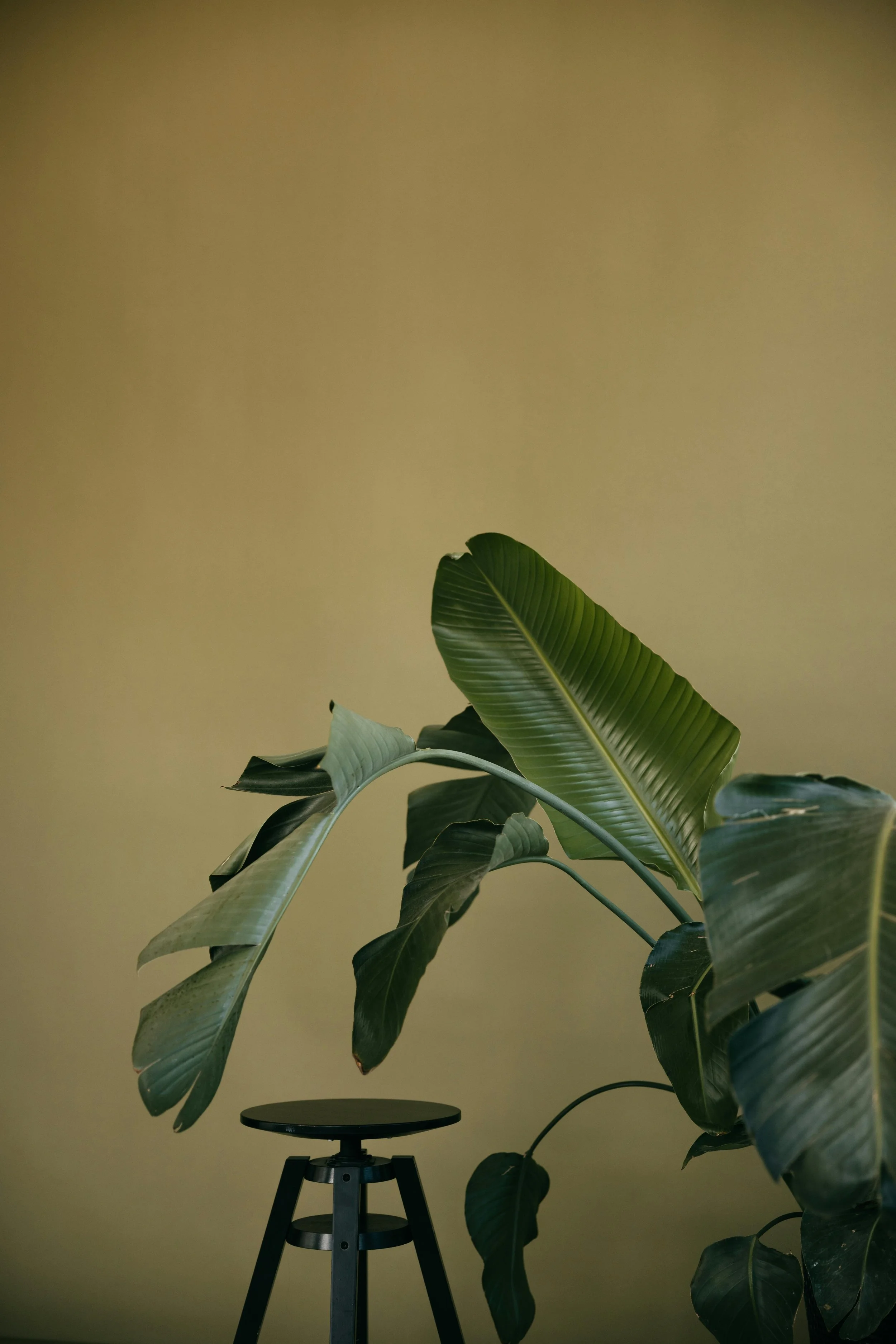 A large green plant with broad leaves sits on a round black stand against a plain beige wall.
