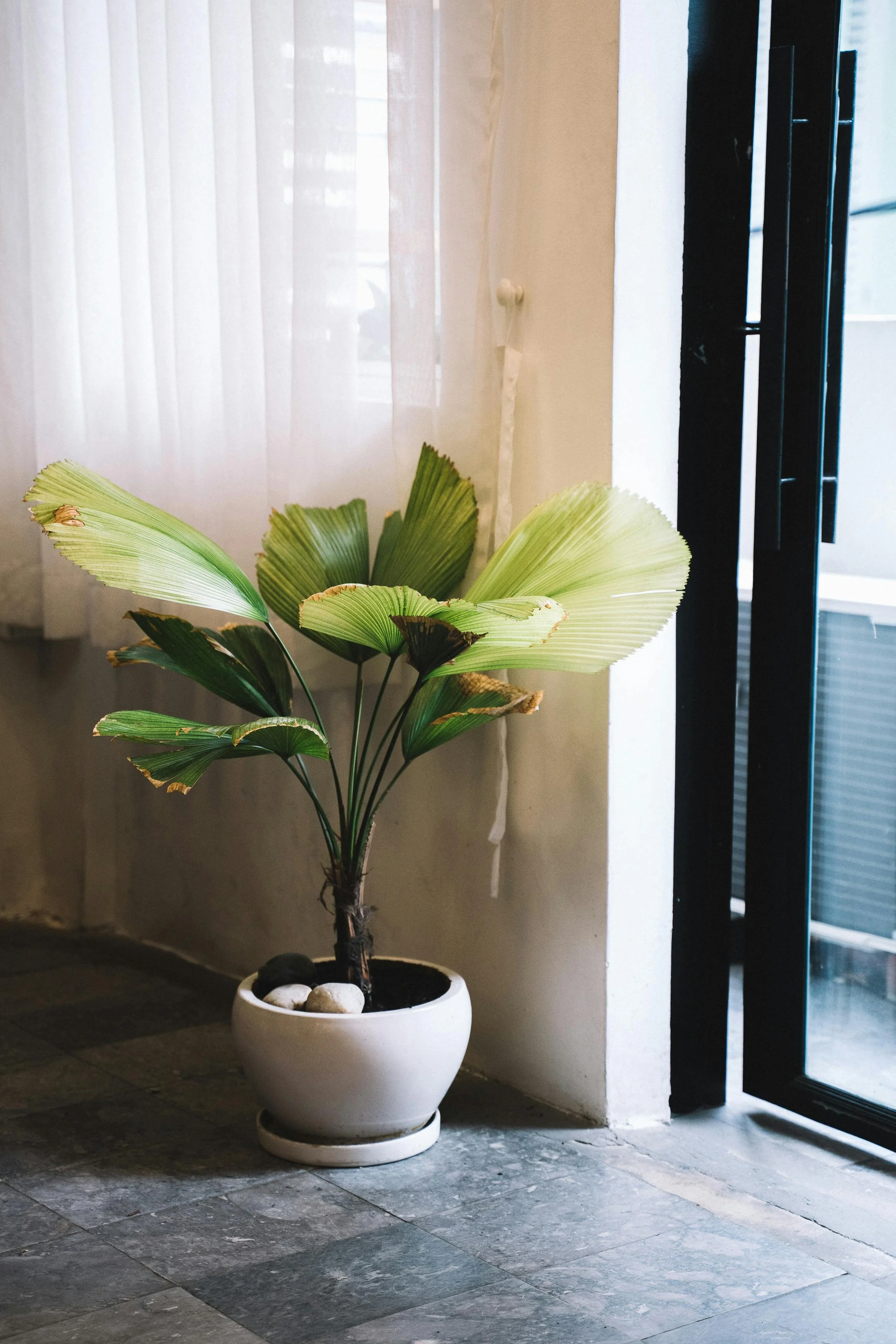 A potted plant with large green leaves in a white ceramic planter, placed on a tiled floor near a window with sheer curtains and a glass door to the right.