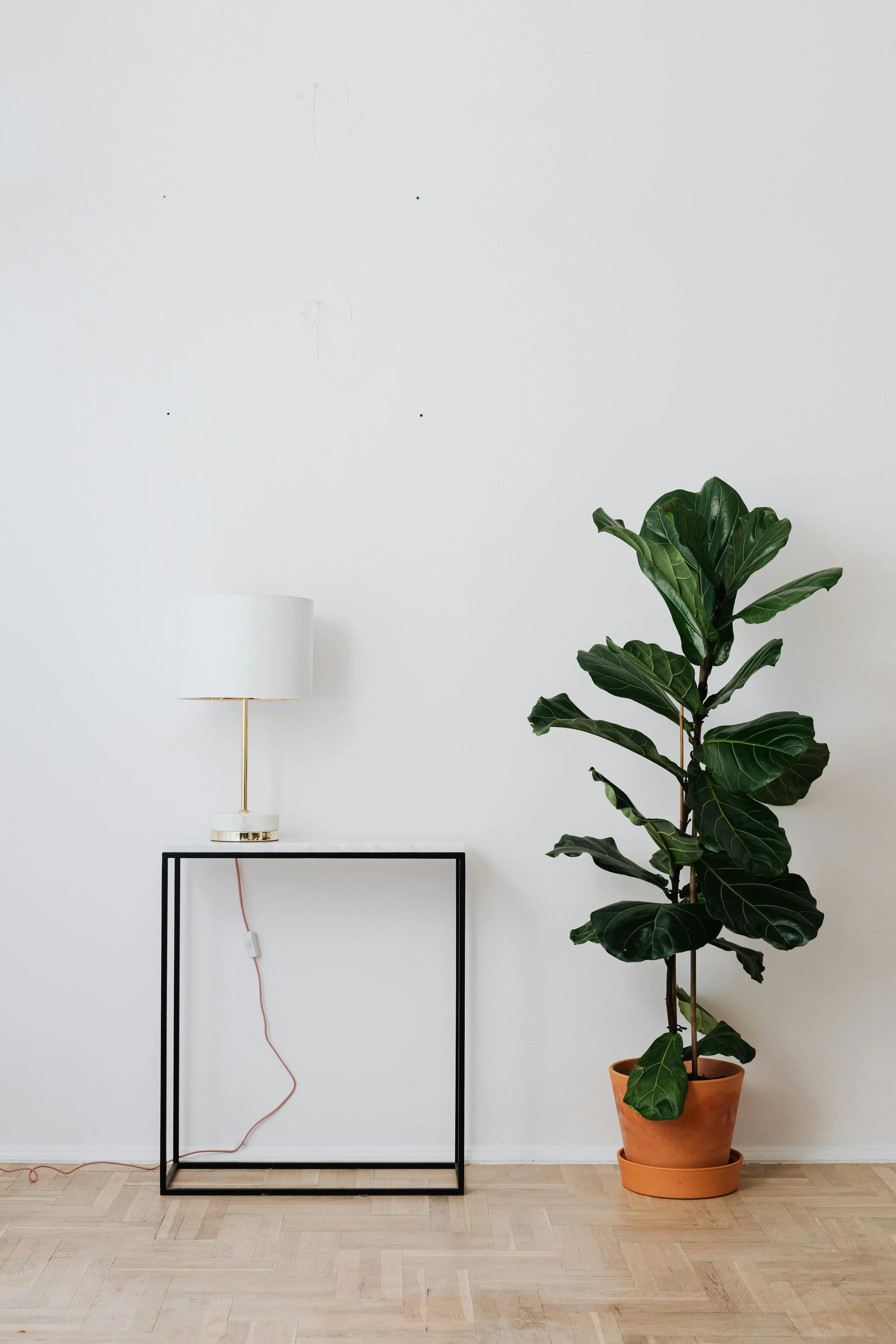 Minimalist interior with a large green plant in a terracotta pot, a white table lamp on a small table, black metal frame table, and a white wall background.