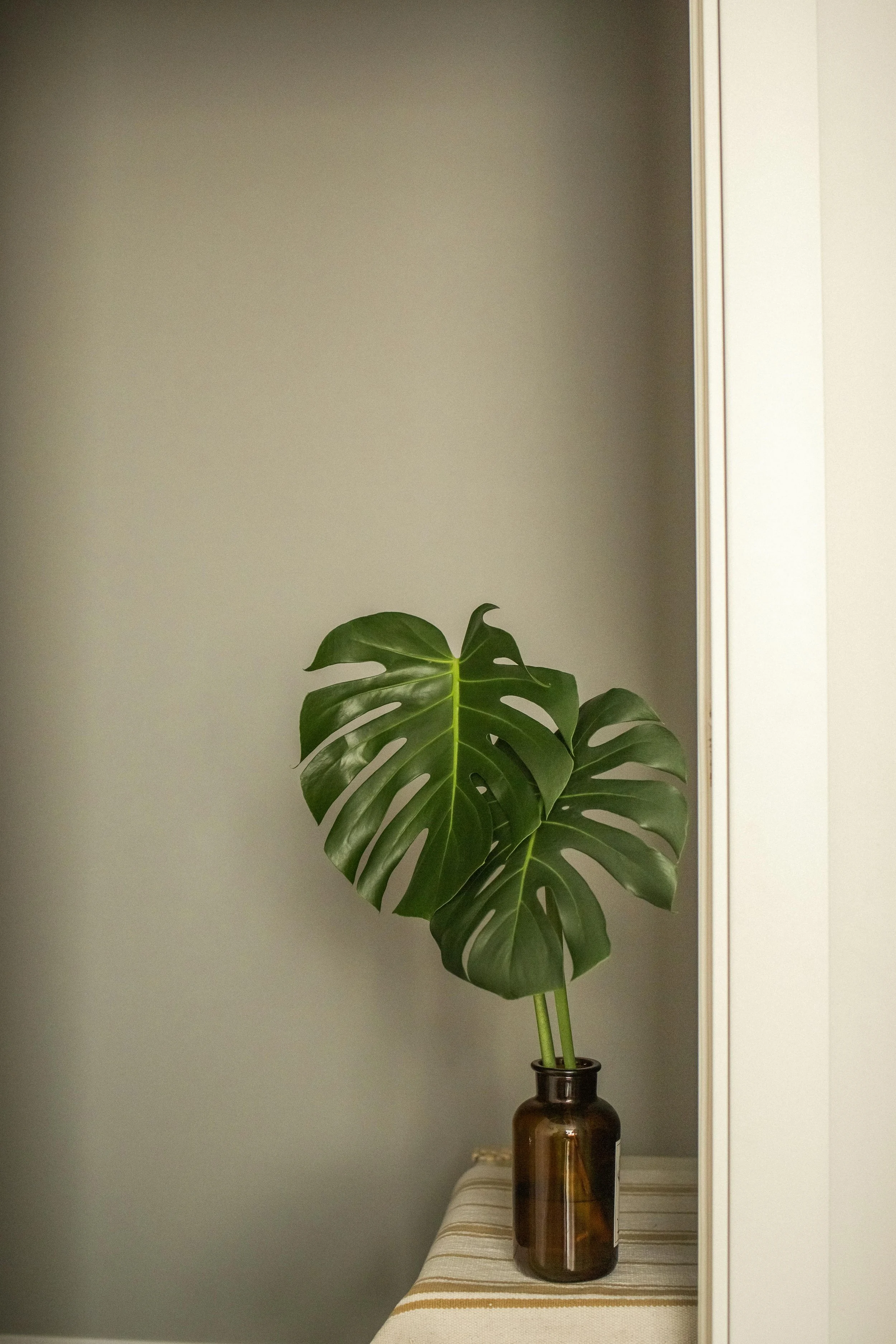 A large Monstera plant in a dark glass vase on a striped cloth-covered table, placed against a plain light-colored wall.