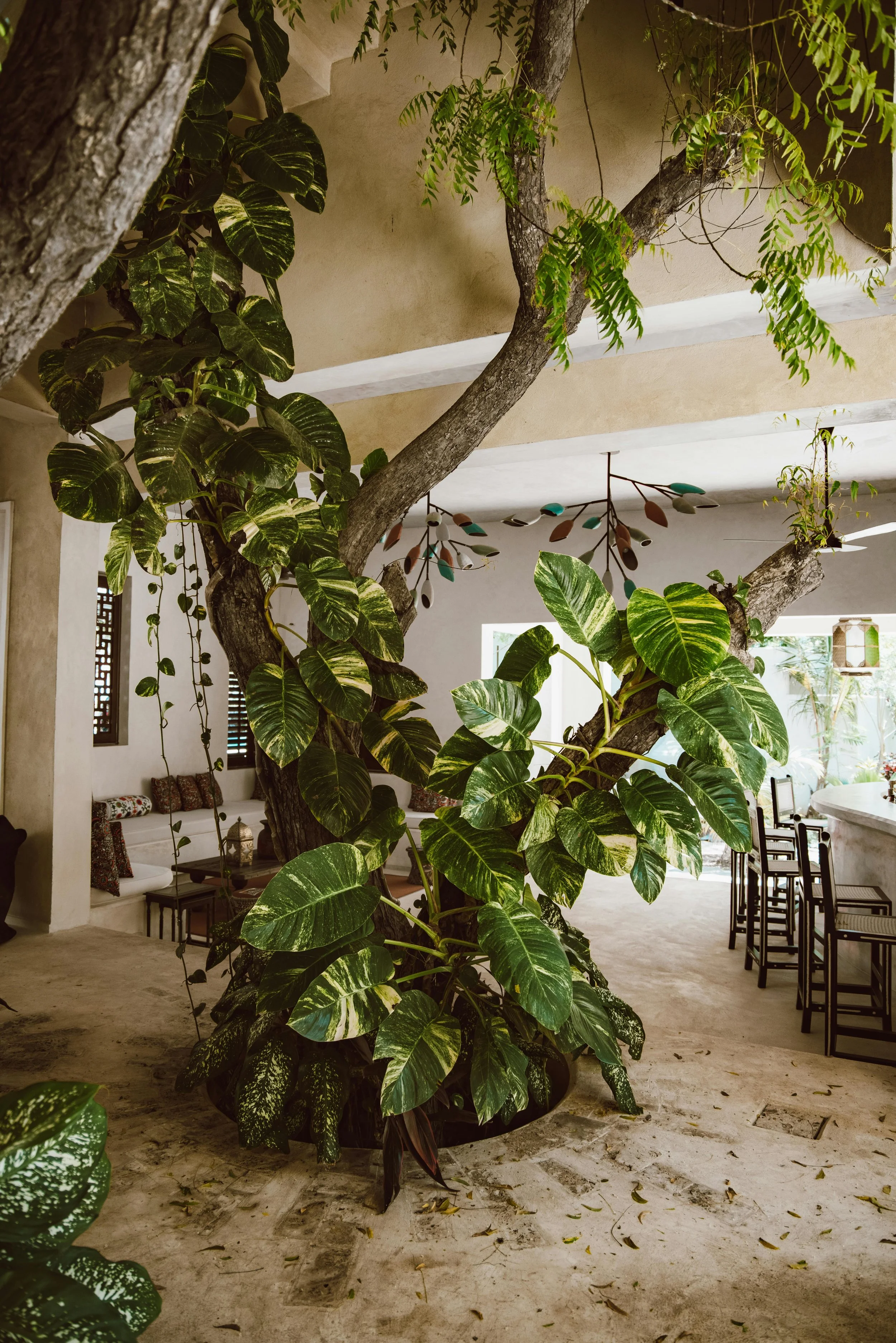 Indoor space featuring a large tree with broad green and variegated leaves, situated in the center. The background shows a white wall with small windows, a seating area with cushions, and a dining area with black chairs around a table. Soft natural light illuminates the scene.