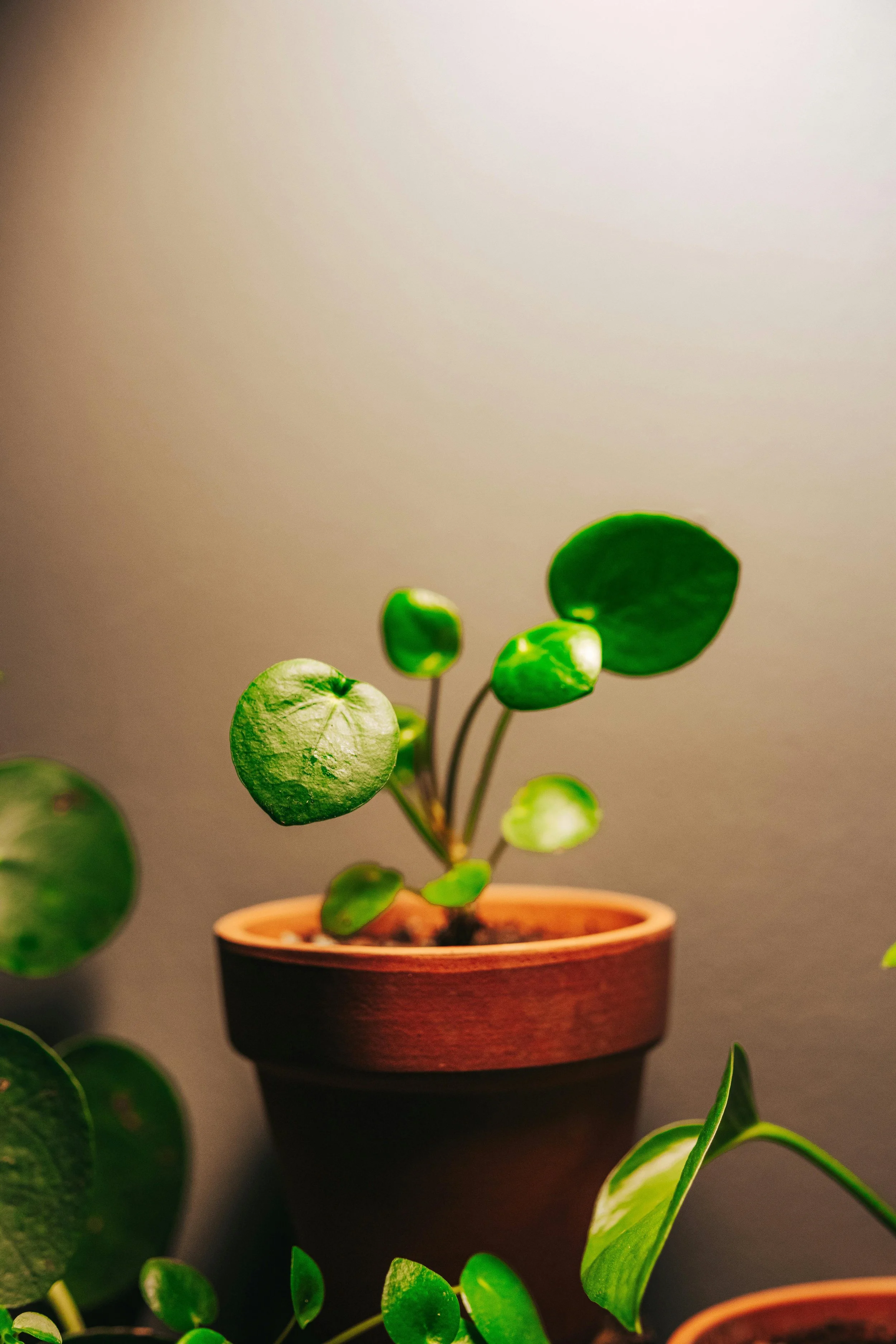 A houseplant with round green leaves in a terracotta pot against a gray background.